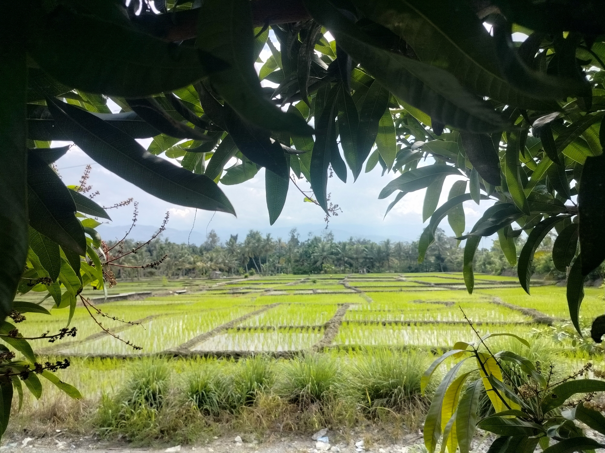 The image shows a lush green rice paddy field viewed through the branches and leaves of a mango tree. The rice paddy is divided into rectangular plots, some of which are filled with water, reflecting the sky. In the background, a line of palm trees and other vegetation can be seen, suggesting a tropical or subtropical climate. The sky is partly cloudy, with a hint of blue. The foreground is dominated by the dark green leaves of the mango tree, with some of its branches and small flowers visible. The ground in the immediate foreground is a mix of gravel and dry grass. The scene appears tranquil and natural, indicative of rural landscape. The location is specified as Lembahalas, Indonesia, a region known for its agricultural land, particularly rice cultivation.