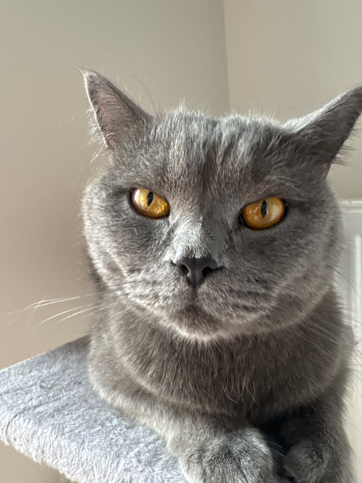 A close-up, eye-level, vertical medium shot captures a British Shorthair cat with grey fur and striking amber eyes. The cat is positioned on a light grey, textured surface, possibly a cat tree, with its front paws crossed. The background consists of a plain, light-colored wall. The lighting appears to be natural, casting a shadow across the cat's face, emphasizing its eyes and nose. The cat's expression is alert and direct, looking straight at the camera. The image is sharp, focusing on the cat's facial features and the texture of its fur and resting surface.