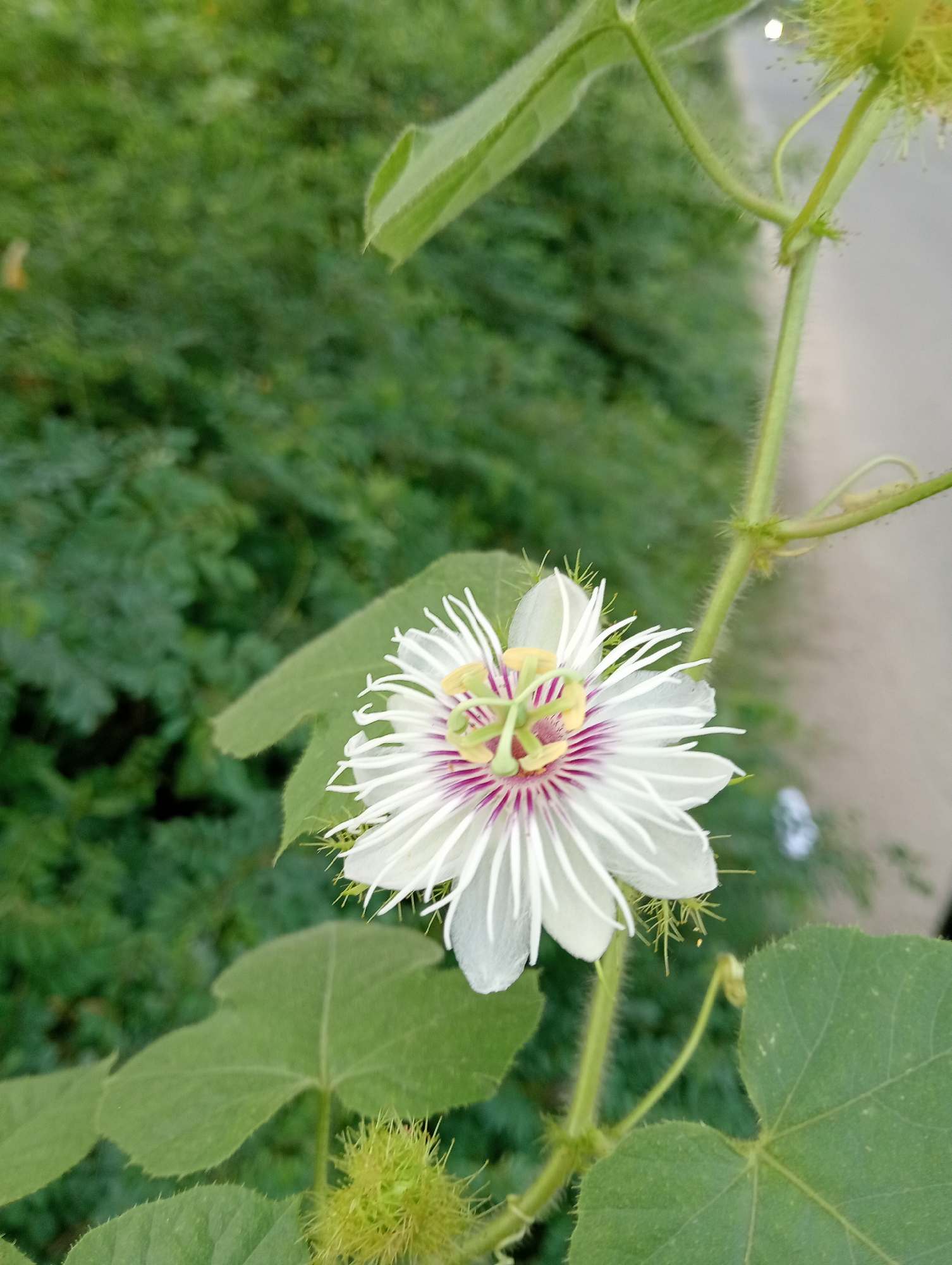 A white passionflower with a purple and yellow center is in focus, positioned slightly to the right of the frame. The flower is surrounded by green leaves and tendrils of a vine. In the background, out of focus, is lush green foliage. The image appears to be taken outdoors, possibly in a garden or natural setting, on a bright day. The specific location in Rhengbluek, Indonesia, is not discernible from the visual information provided. No people are visible in the image, and no specific actions or interactions are taking place. The environment suggests a temperate climate conducive to plant growth.