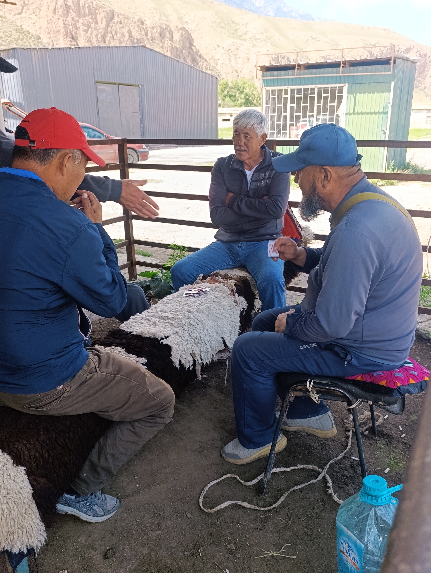 Three men are gathered around a sheep carcass in what appears to be a fenced enclosure. The man on the left, wearing a red baseball cap and a blue jacket, is gesturing with his hands. In the center, an older man with grey hair and a mustache, wearing a grey jacket, looks on. The man on the right, wearing a blue baseball cap and a grey long-sleeved shirt, holds a playing card in his hand. The sheep carcass is covered with a white fleece-like material and dark wool. In the background, there are buildings with corrugated metal siding, a fence, and a mountainous landscape. The ground is dirt and gravel. A large plastic water jug with a blue cap is visible in the lower right corner. The scene is likely in Naryn City, Kyrgyzstan, given the presence of local architecture and landscape.