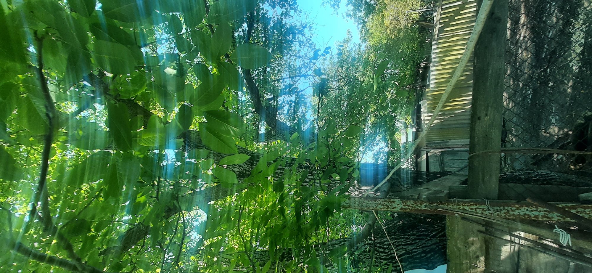 A sunlit scene, viewed through a canopy of lush green leaves, depicts a rural backyard in Yessentukskaya, Russia. Sunlight streaks through the foliage, creating a dappled effect. In the foreground, a thick tree trunk is visible, with branches extending upwards and outwards. To the right, a weathered wooden fence with vertical slats encloses the yard. Behind the fence, glimpses of simple wooden structures, likely sheds or outbuildings, can be seen. The ground appears to be uneven and covered with vegetation. The sky is a clear blue. The image captures a moment of tranquility in a natural setting.