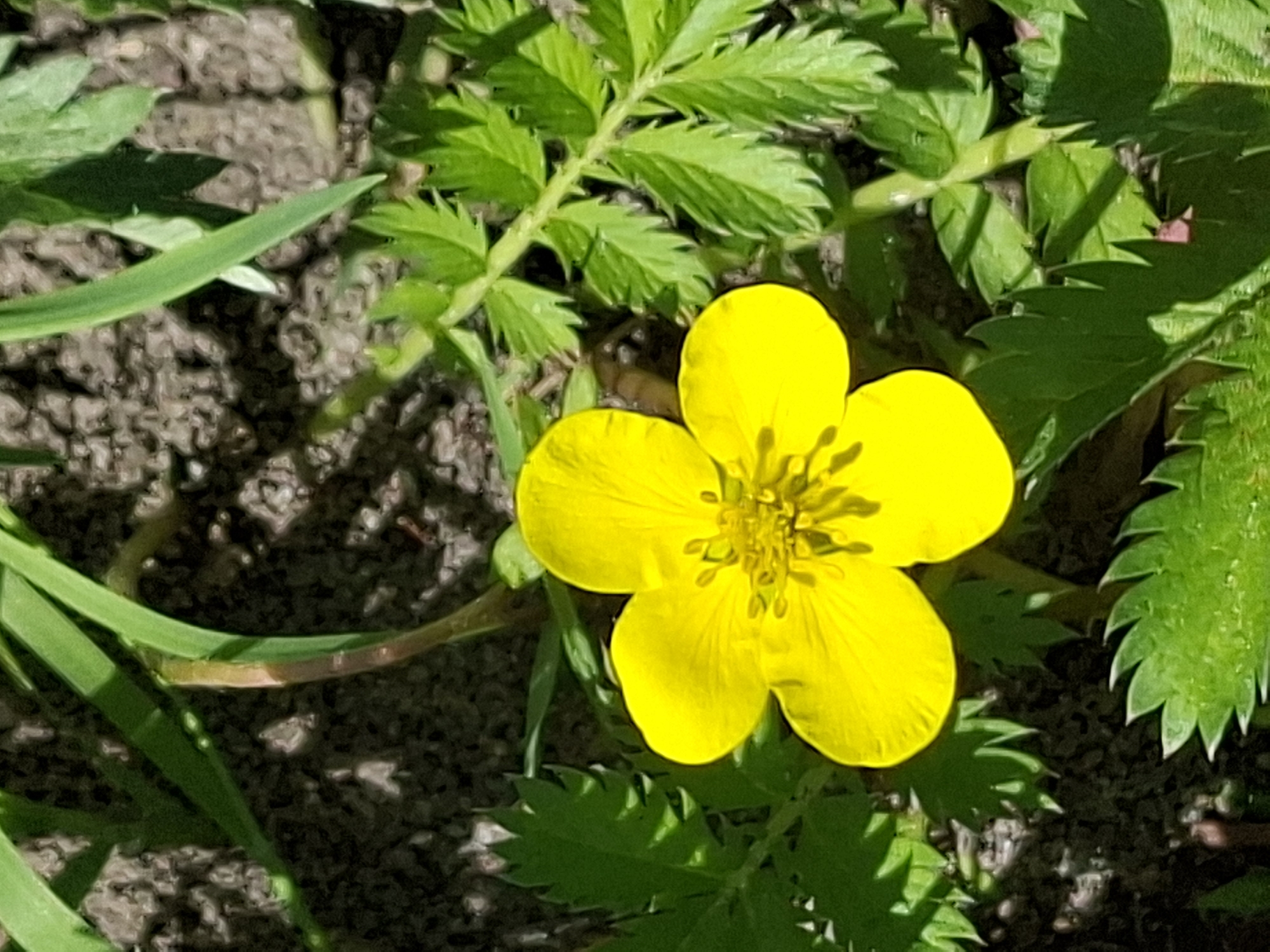 A close-up, top-down shot captures a single, bright yellow flower with five petals. The flower is positioned in the center of the frame, surrounded by vibrant green leaves with serrated edges. The background consists of dark, granular soil, with hints of dappled sunlight and shadow. The overall scene suggests a natural outdoor setting, potentially a garden or park in Alytus, Lithuania, though no specific landmarks or indications of the city are visible in the image. No people are present, and no actions or interactions are depicted.