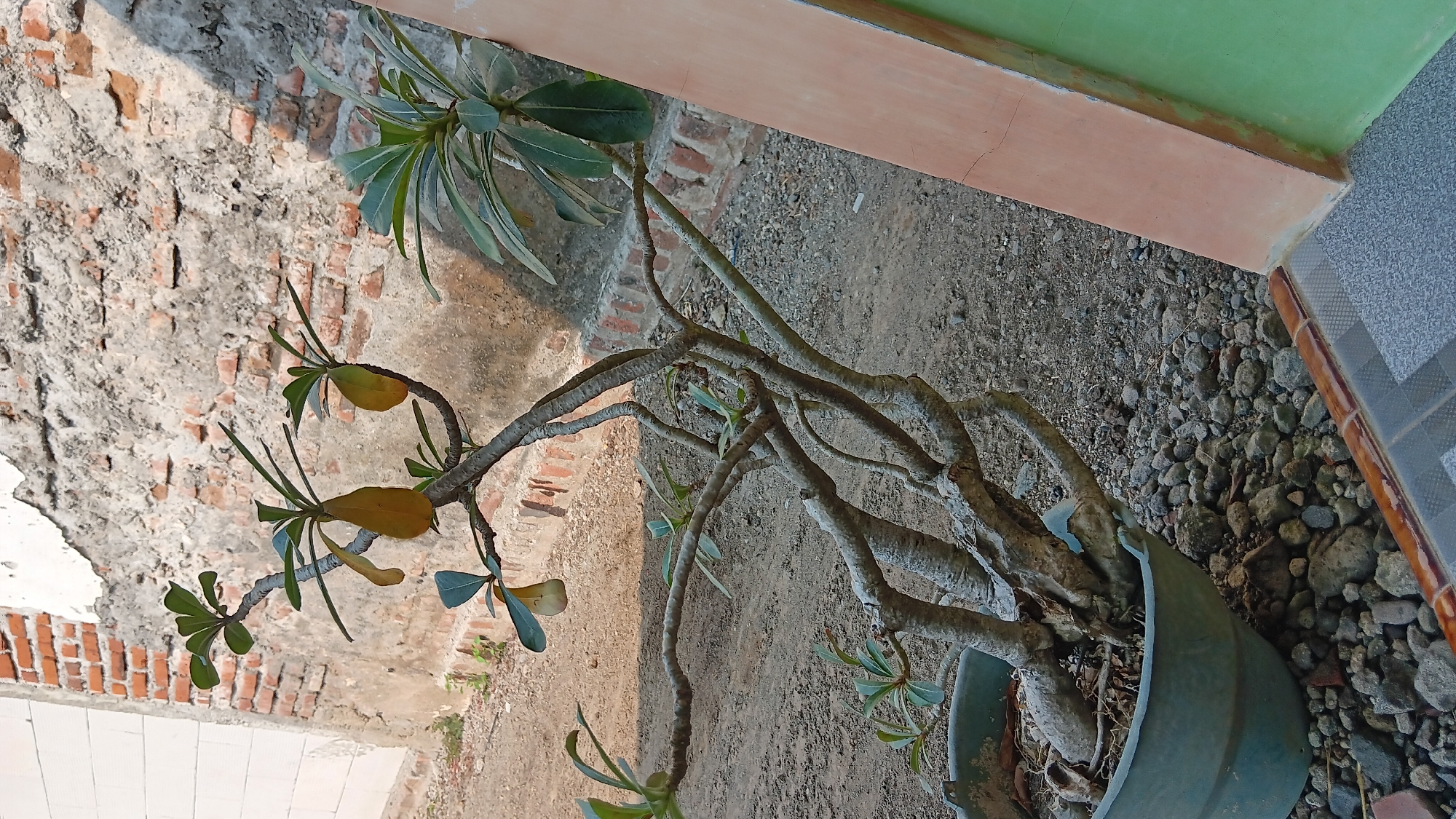 A medium shot shows a potted plant in front of a weathered brick wall. The plant is a succulent with thick, gnarled branches and sparse green leaves, some of which are yellowing. The pot is a dark teal plastic container filled with small stones. The ground surrounding the pot is a mix of dirt and small rocks. To the right of the plant is a structure with a light peach-colored border and a green wall. The brick wall behind the plant is partially covered in a rough, grey plaster, with visible red bricks underneath in places. The scene is outdoors, with shadows cast by sunlight suggesting it is daytime. The overall environment appears to be an outdoor space, potentially a yard or courtyard, within the city of Sonobekel, Indonesia.