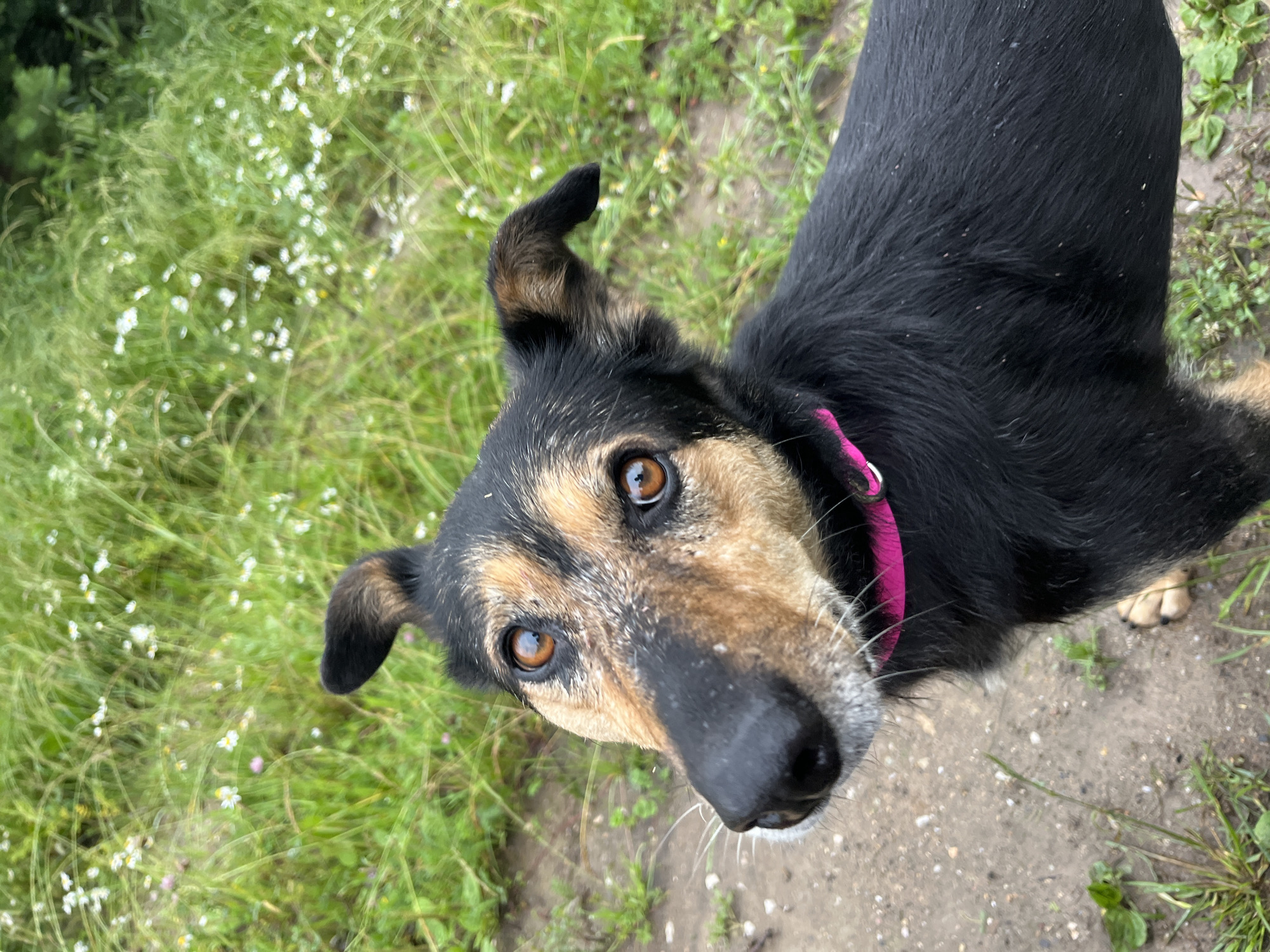 A close-up, top-down shot shows a dog with black and tan fur and brown eyes looking up at the camera. The dog is wearing a bright pink collar. The background consists of green grass with small white flowers and a dirt path. The lighting suggests it is daytime, and the presence of grass and flowers indicates an outdoor, natural setting. The dog's direct gaze and tilted head suggest curiosity or attentiveness. The image appears to be taken in Nizhny Tagil, Russia, based on the provided location context.