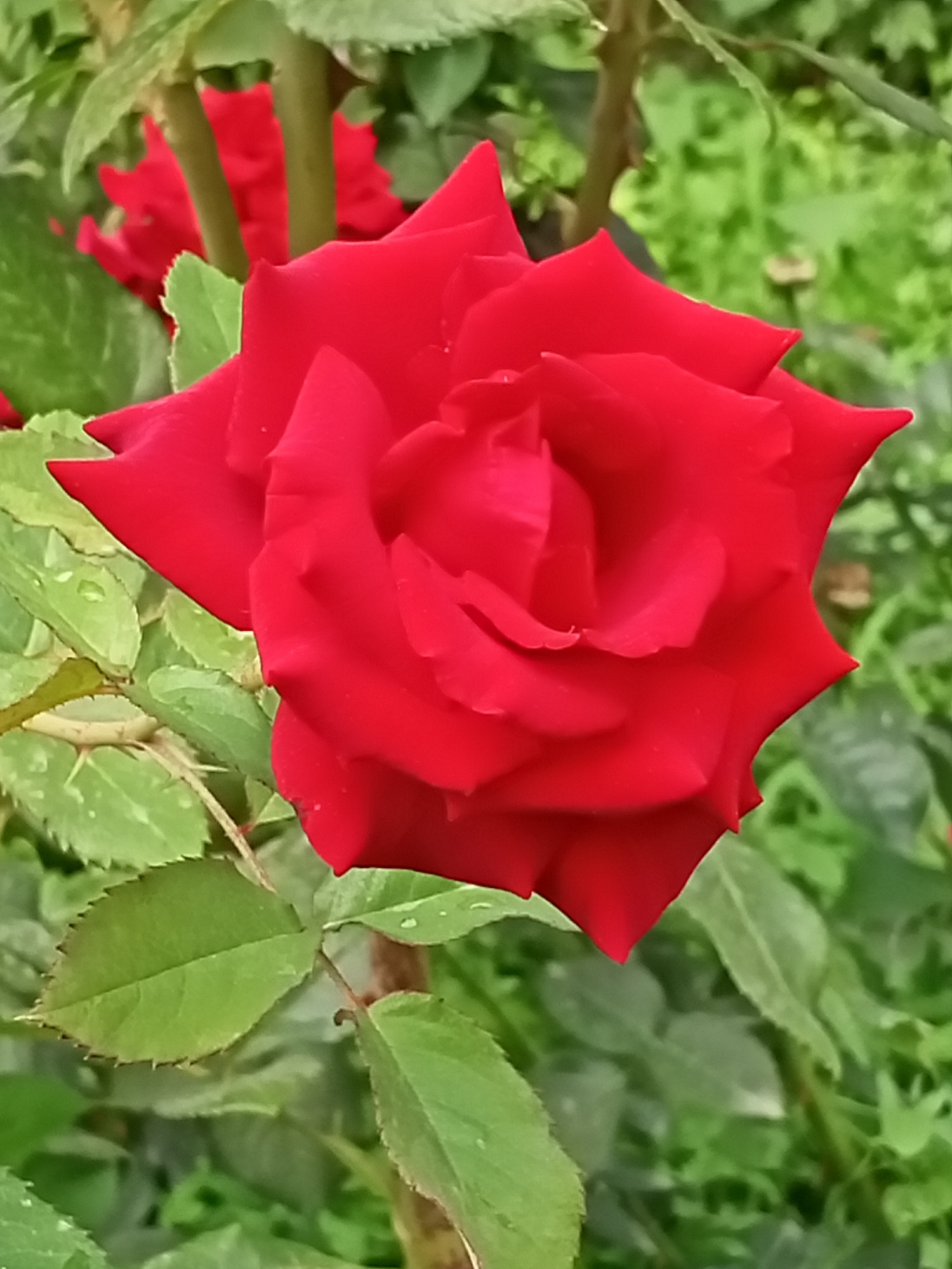 A single, vibrant red rose is in full bloom, its velvety petals unfurling outwards. The rose is the central focus of the image, positioned slightly to the right of center. Its leaves are a deep green, some appearing slightly wet, with delicate serrated edges. The background is a blur of green foliage, suggesting a garden setting. The image appears to be a close-up shot, capturing the intricate details of the rose and its surrounding leaves. There are no people, buildings, or any other discernible elements that would suggest a specific location in Sokuluk, Kyrgyzstan.