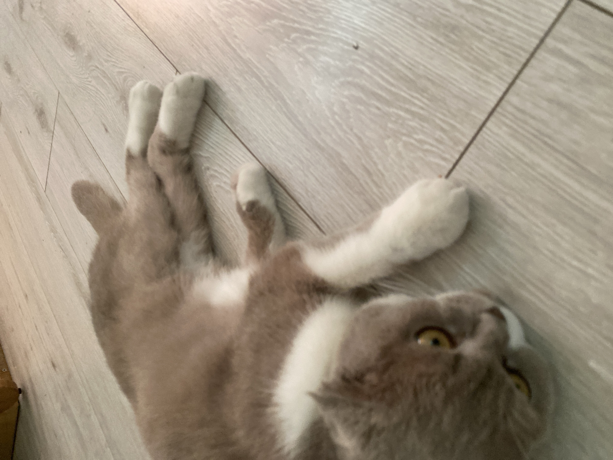 The image shows a light brown and white cat lying on its side on a light-colored wooden floor. The cat's eyes are open and yellow. The floor has a wood grain pattern and appears to be made of planks. The background is out of focus and shows a sliver of furniture. The scene does not contain any elements that would indicate a specific location in Mykytyntsi, Ukraine, or any other city.