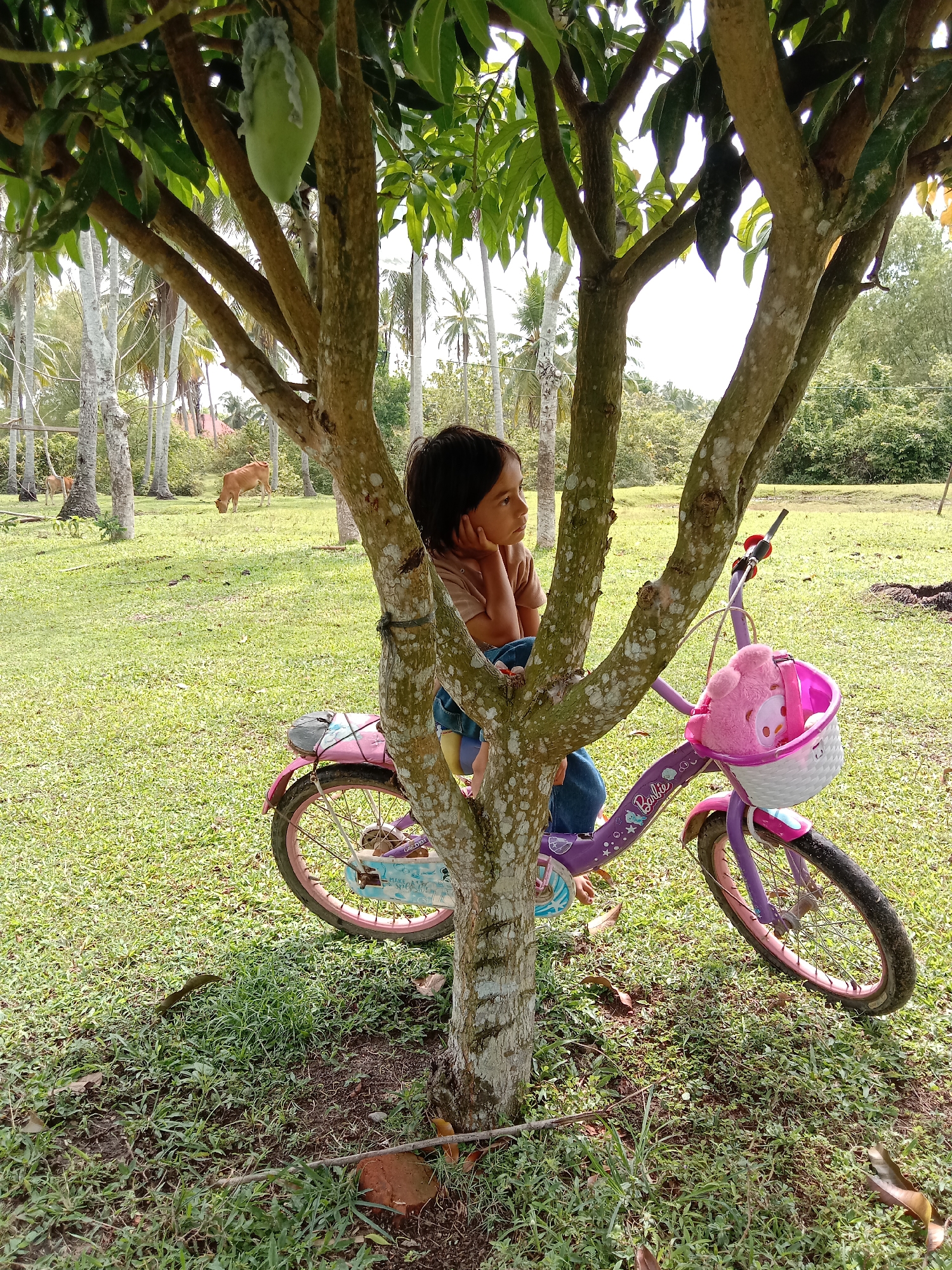 A young girl is sitting on a purple bicycle, leaning against a tree. The bicycle has a white basket with a pink animal plush toy inside. The tree has a large green mango hanging from its branches. In the background, cows graze on a grassy field dotted with palm trees. The location is Blangkarieng, Indonesia.