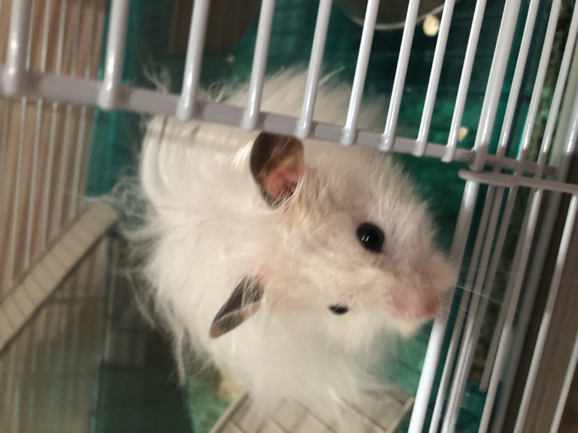 A fluffy white hamster with black eyes and pink nose is in a cage. The cage has white bars and a green plastic bottom. The hamster is looking at the camera. The background is blurry and shows wooden beams and a dark green surface. The image was taken in the city of Solikamsk, Russia.
