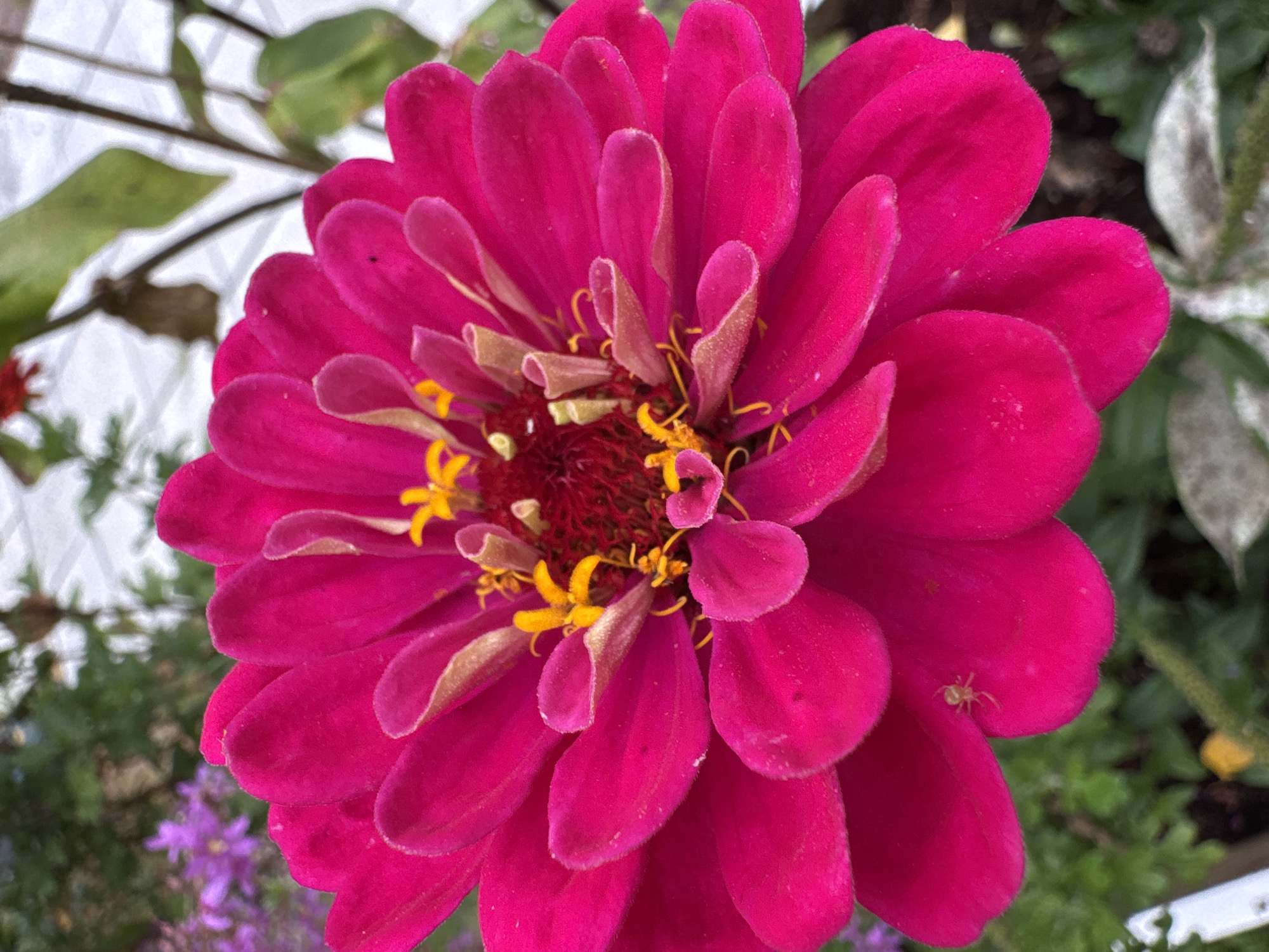 A close-up shot features a vibrant pink zinnia flower in full bloom, dominating the frame. The flower's petals are layered and slightly curled, with a fuzzy texture. In the center, yellow stamens and reddish-brown pistils create a contrasting focal point. A tiny, pale spider is visible on one of the lower petals on the left side of the image. The background is softly blurred, showing hints of green foliage, a purple flower, and light-colored structures, suggesting an outdoor garden environment. The image appears to be taken in Zelenaya Roshcha, Russia, likely in a garden or park setting.