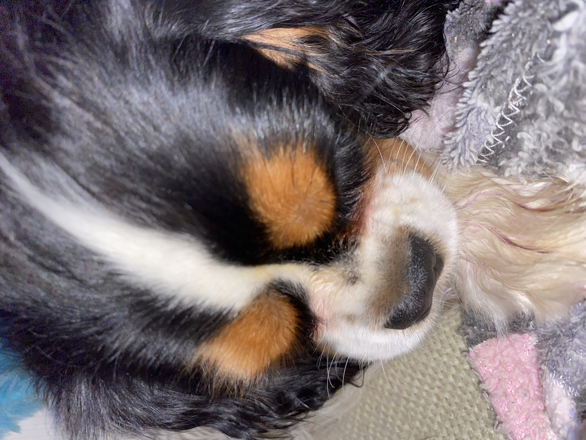 A close-up, high-angle shot depicts the head of a Cavalier King Charles Spaniel dog resting on assorted soft materials. The dog's fur is a mix of black, white, and tan. The dog has a black nose and closed eyes. The background consists of what appears to be a blanket or cushion in shades of gray, pink, and white. There is no indication of the city of Votkinsk, Russia in the image.