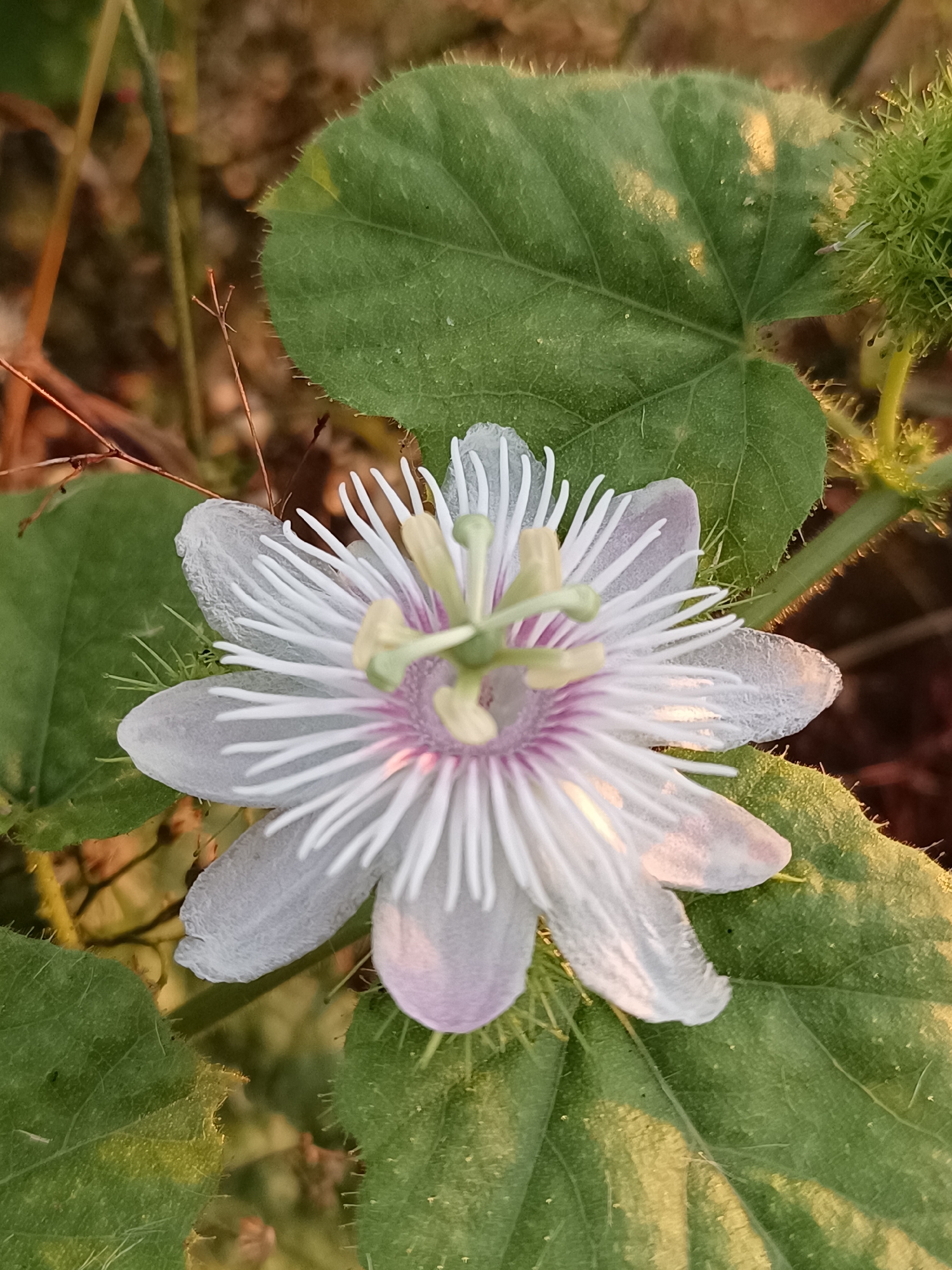 A light purple and white passionflower blooms in Meunasah Raya, Indonesia. The flower, with its delicate petals and intricate filament corona, is surrounded by lush green leaves, some of which are illuminated by the golden light of the sun. A spiky green bud is visible to the right of the flower. The background is a blur of brown and green, suggesting a natural, outdoor setting.