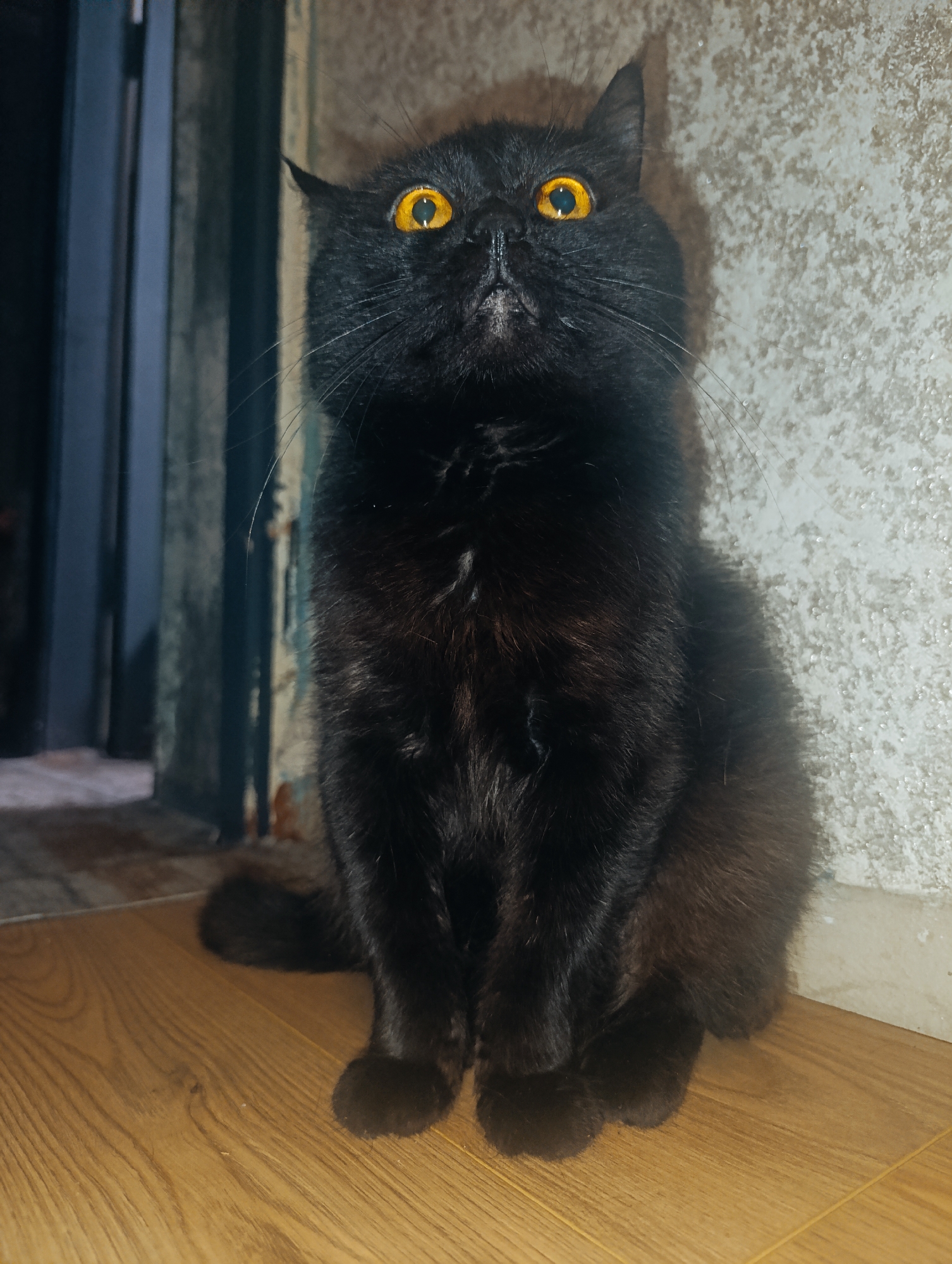 A black cat with striking yellow eyes sits on a wooden floor in what appears to be an indoor setting. The cat is facing the camera, with its paws neatly tucked underneath its body. The background consists of a textured, light-colored wall and a doorway with vertical lines, suggesting a residential or perhaps a semi-public space. The lighting in the image is dim, casting shadows that highlight the cat's fur and the texture of the wall. The overall scene is static, with the cat as the sole subject. The image does not contain any explicit information about the city of Zlatopil, Ukraine.