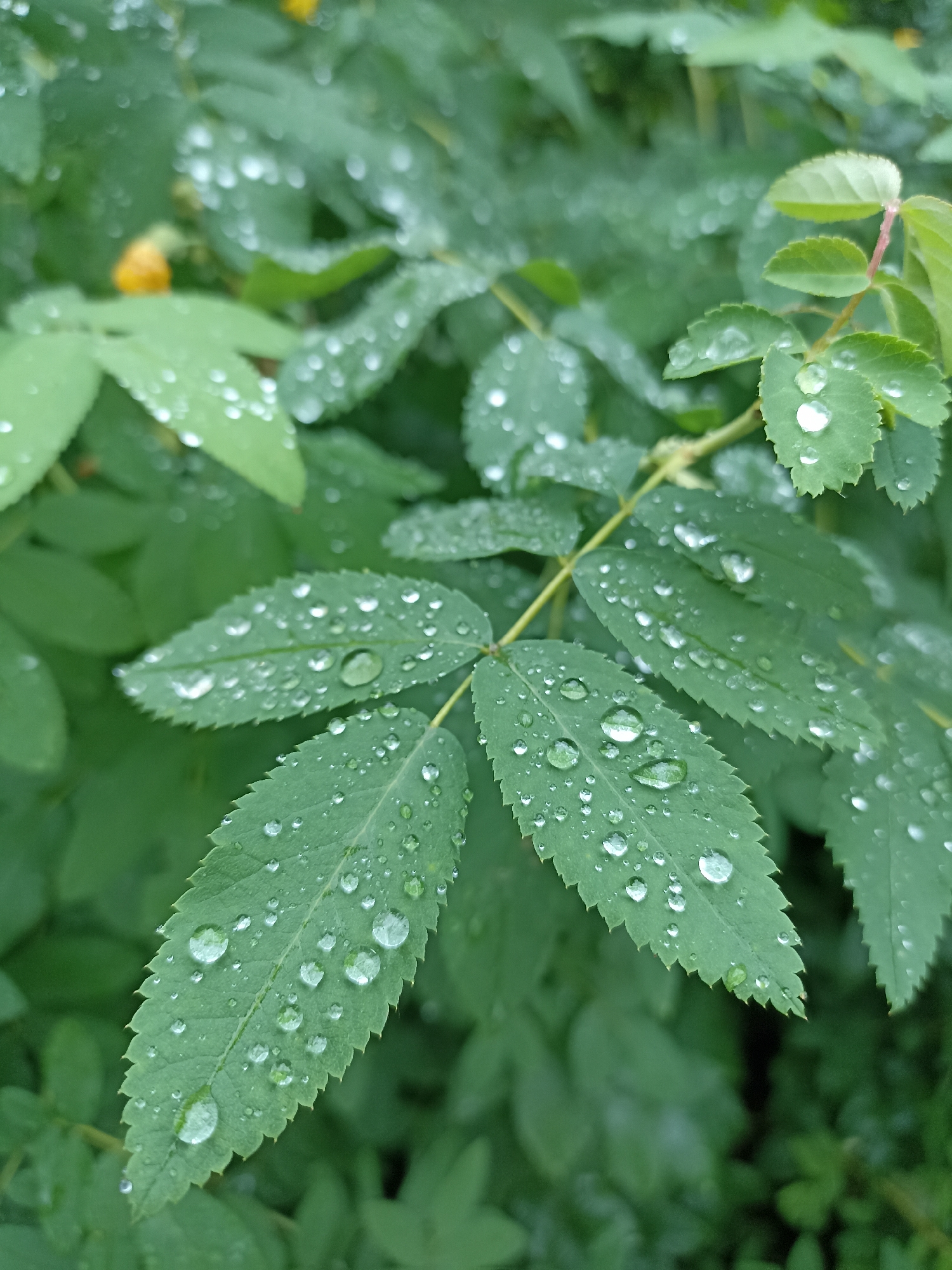 A close-up, vertical shot shows green leaves covered in water droplets. The leaves are serrated along the edges and have a matte texture. The water droplets vary in size, from tiny specks to larger, rounded drops, reflecting the surrounding green foliage. The background is a blur of more green leaves, suggesting a dense growth of plants. In the upper left corner, a small, out-of-focus yellow flower is visible. There is no indication of human presence or activity. The scene appears to be in an outdoor natural setting, possibly a garden or park. The image does not contain any information that would suggest a specific location within Novosibirsk, Russia.