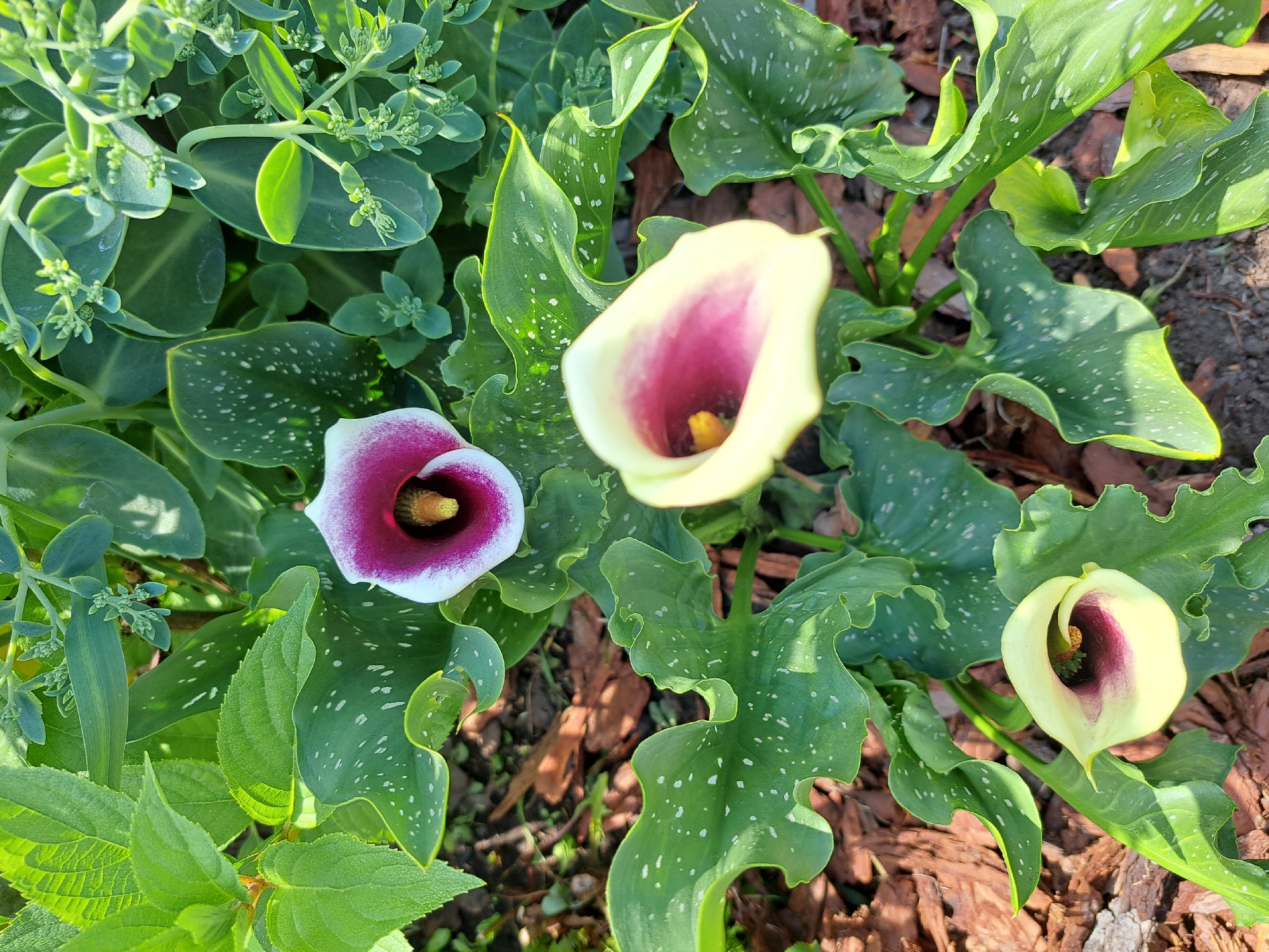 In the city of Chernetsk, Russia, a close-up, high-angle view captures a cluster of calla lilies growing in a garden bed. The flowers display a gradient of colors, from creamy yellow at the outer edges to deep purple-red at the throat. The leaves are dark green, broad, and wavy, with a scattering of white speckles. The ground beneath the plants is covered with dark brown mulch, with some twigs and dried leaves visible. The lighting suggests it is daytime, with sunlight casting shadows and highlighting the textures of the plants. No people or animals are present in the scene.