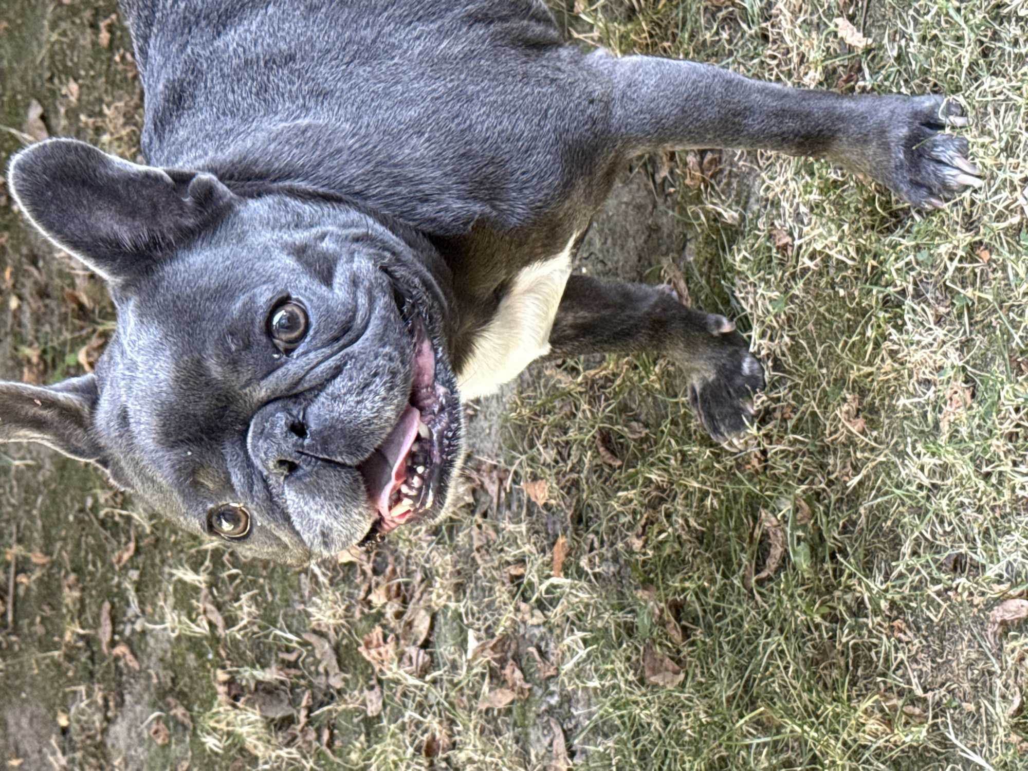 A close-up, eye-level shot features a grey French Bulldog standing on a patch of dry grass interspersed with dead leaves. The dog is positioned facing forward and slightly to the left, with its mouth open, panting, and its pink tongue visible. Its large, expressive eyes are looking towards the viewer, and its prominent ears are erect. A white patch of fur is visible on its chest. The background consists of more dry grass and fallen leaves, suggesting an outdoor environment that could be a park or garden. The image does not contain any elements that suggest it was taken in Bad Sachsa, Germany.