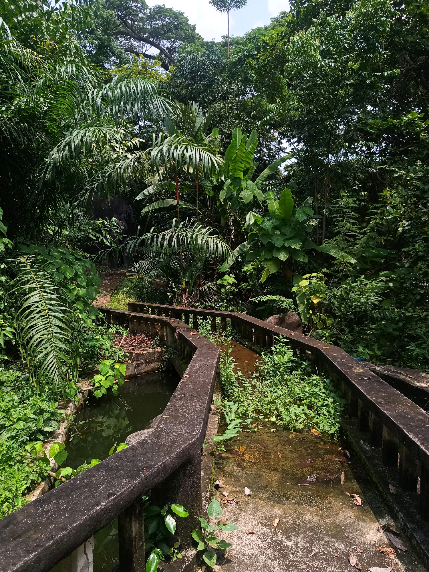 A concrete bridge with railings winds through a lush, dense jungle environment. The bridge is aged and weathered, with moss and plant growth encroaching on its surfaces. One side of the bridge overlooks a narrow, dark green body of water filled with submerged leaves. The other side of the bridge appears to lead to a pathway covered with debris. The surrounding jungle is characterized by abundant foliage, including large-leafed plants and tall trees that create a dense canopy. The lighting suggests it is daytime, with sunlight filtering through the leaves, creating dappled shadows. No people are present in the image. The scene evokes a sense of neglect and the power of nature reclaiming man-made structures.