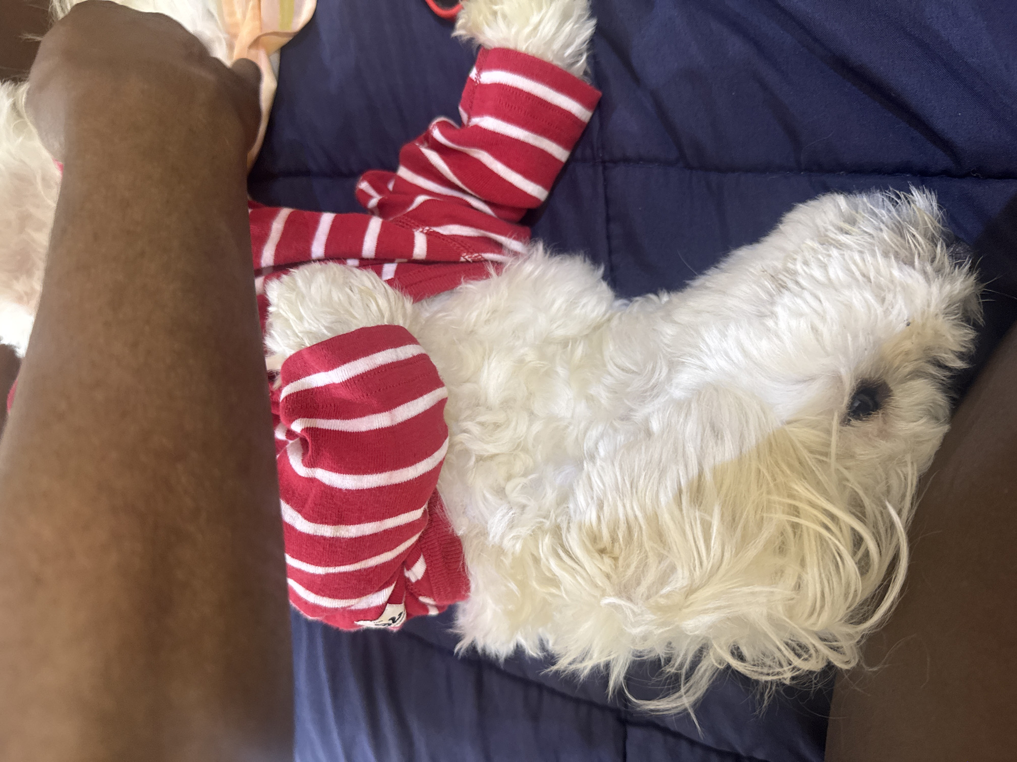 In Abuja, Nigeria, a white dog, likely a West Highland White Terrier or similar breed, lies on a dark blue, quilted surface, possibly a bed. The dog is wearing a red and white striped long-sleeved garment, covering its torso and extending over its forelegs. Its head is turned to the side, with its face obscured by its fur. The fur is thick and white, with some tan highlights around the muzzle and ears. Partially visible at the top of the frame is a dark brown arm, positioned above the dog, suggesting a human interaction or presence. The overall scene is one of domestic comfort, with the dog appearing to be resting or sleeping.