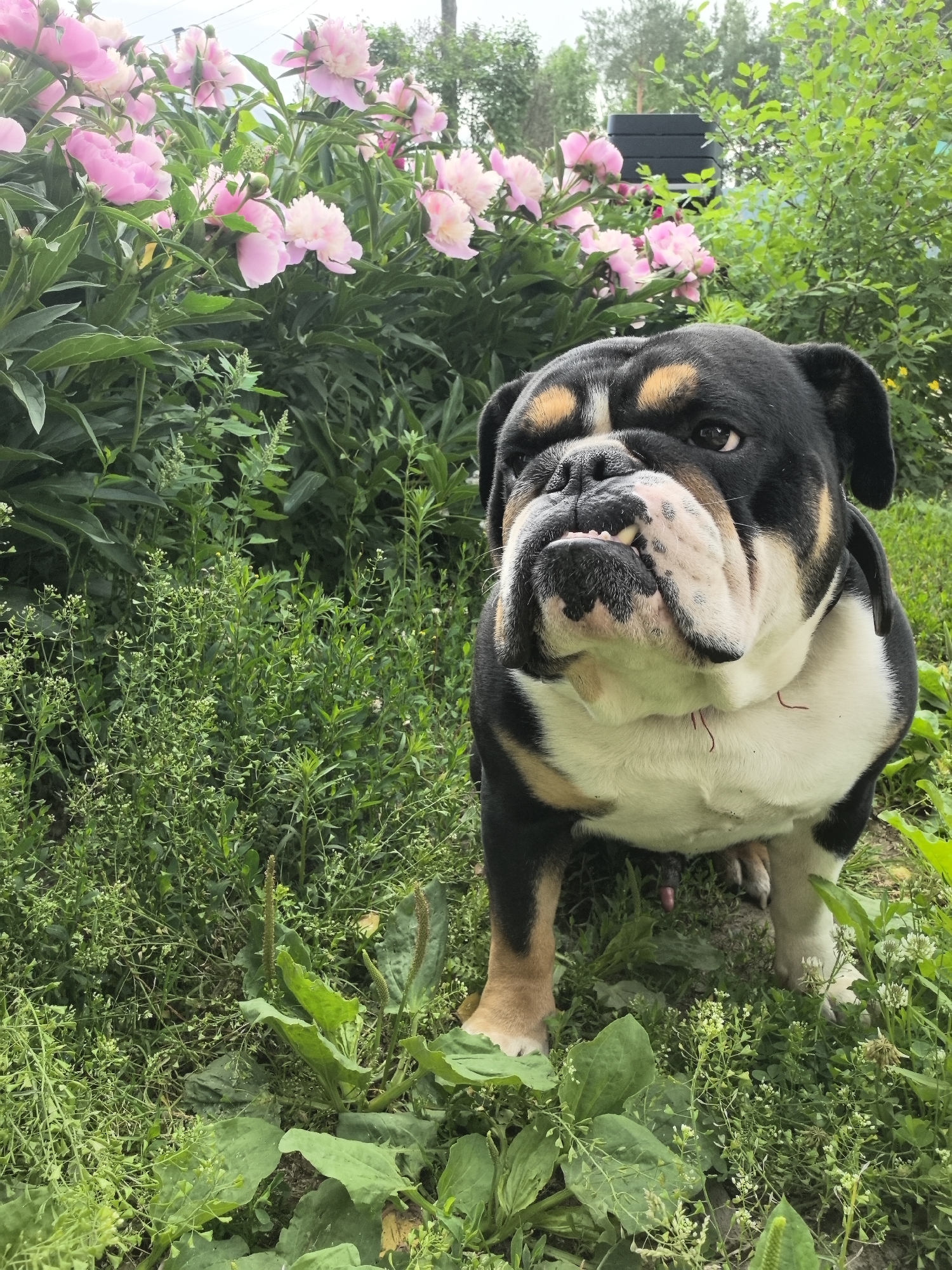 A tri-colored bulldog sits in lush green grass, with pink peonies in bloom behind it. The dog's face is turned slightly to the right, with its mouth open and tongue visible. Its fur is black and white with tan markings on its face and legs. The background consists of dense foliage and a tall black structure, possibly a garbage bin. The scene appears to be outdoors, in a garden or yard, with natural lighting. The exact location in Noviy, Russia cannot be determined from the image alone, but it depicts a common domestic setting in a temperate climate.
