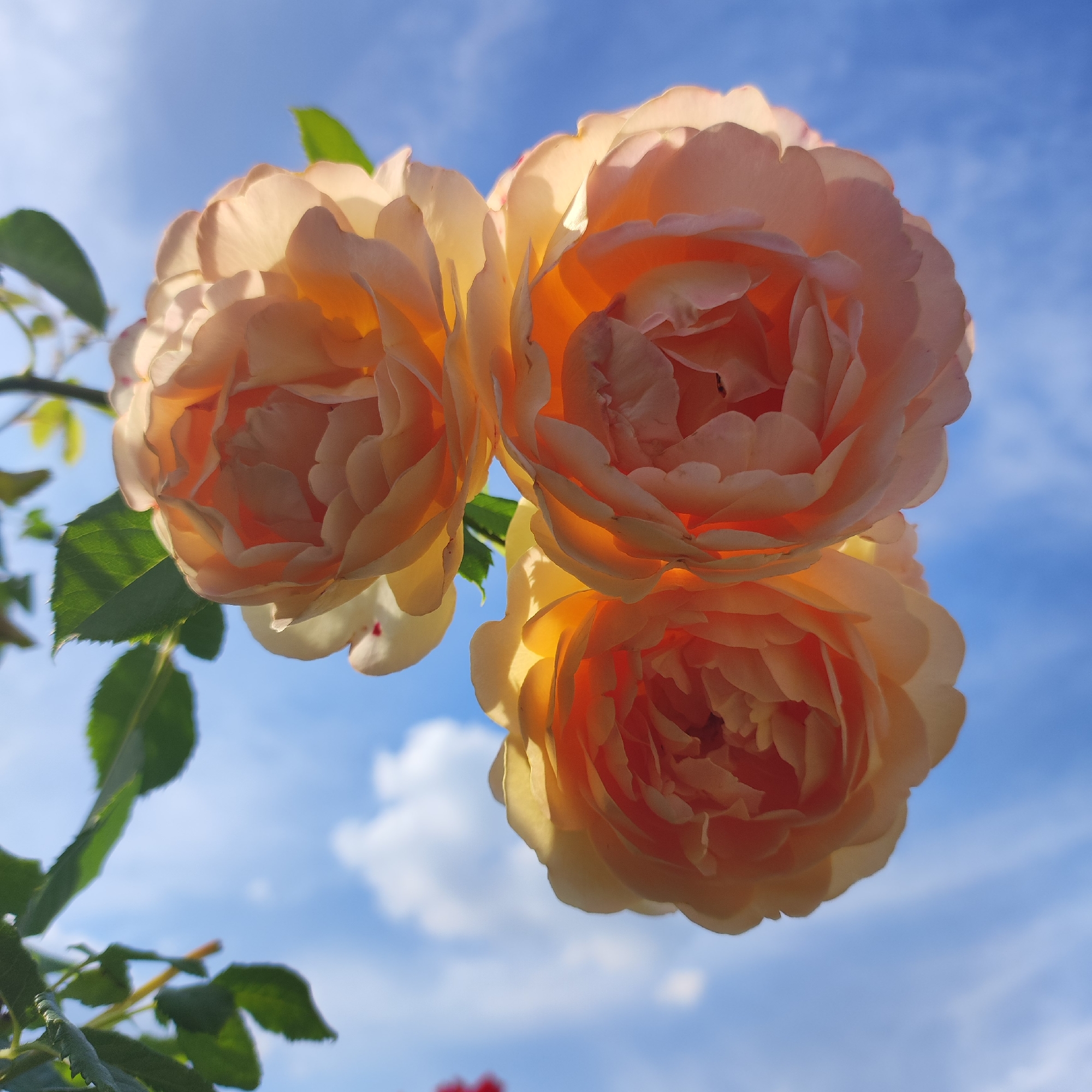 A close-up, low-angle shot captures three peach-colored roses in bloom against a bright blue sky dotted with white clouds. The roses, with their layered petals illuminated by sunlight, are positioned on a stem with green leaves. The image appears to have been taken outdoors on a sunny day. The specific location in Navoloki, Russia cannot be determined from the visual information provided.