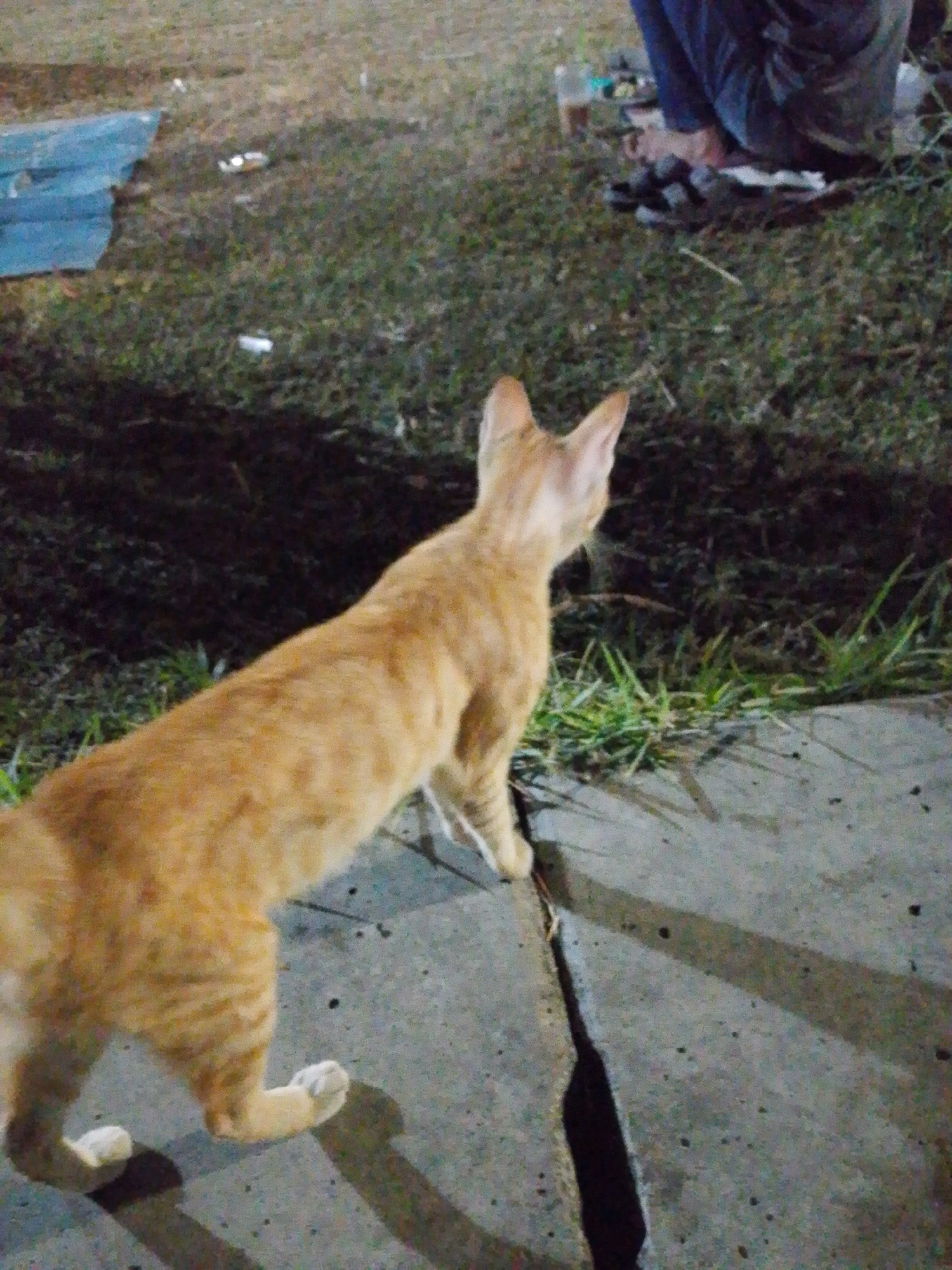 An orange tabby cat with white paws stands on a cracked concrete surface, looking away from the camera. The cat is in the foreground, with its body extending to the left and its head turned to the right, towards a person sitting on the ground in the background. The person is wearing dark pants and appears to be handling some items. The environment consists of grass and some discarded items, including what looks like a blue tarp on the left side of the image. The lighting suggests it is nighttime, possibly under artificial light. The scene appears to be an outdoor, informal setting, potentially a park or a roadside area.