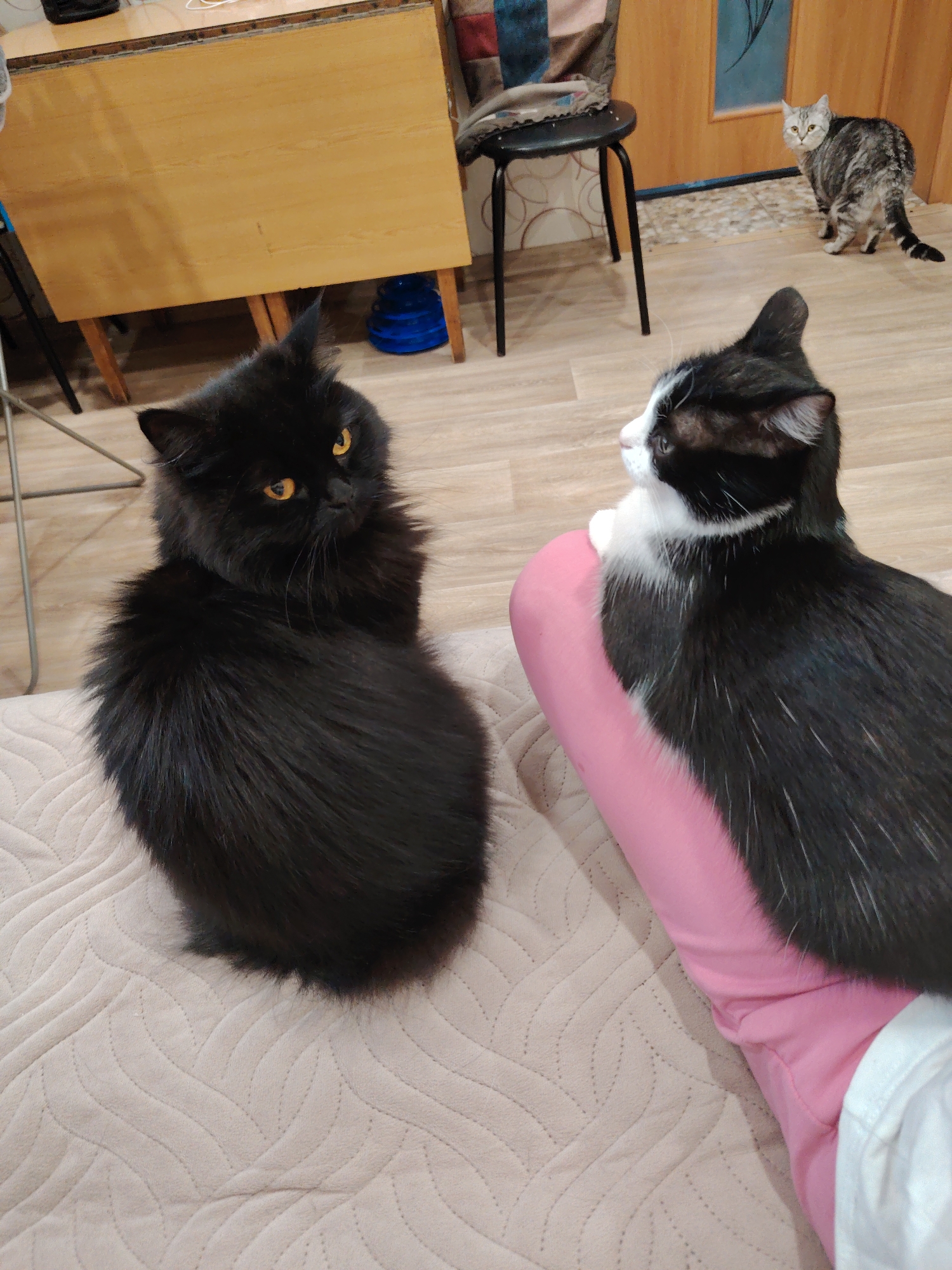 The image shows three cats indoors. A fluffy black cat with amber eyes sits on a beige patterned fabric. To the right, a black and white cat is perched on a person's leg, which is covered in pink fabric. In the background, a gray tabby cat stands near a closed wooden door with a glass panel. A table, a chair, and laminate flooring are also visible in the indoor setting.