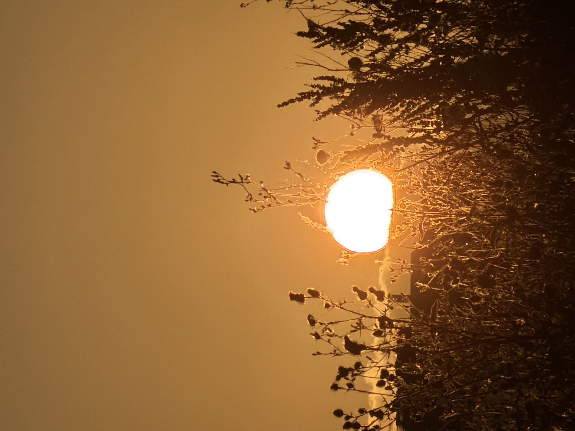 This is a photograph taken during a sunset in Leudelange, Luxembourg. The sun, a bright, glowing orb, is positioned in the center of the frame, peeking through silhouetted dried plants and tall grasses. The sky is a warm, hazy orange, creating a serene and atmospheric backdrop. The foreground is dominated by the silhouettes of various plants, some with distinct seed heads, which are backlit by the setting sun. The overall impression is one of natural beauty and tranquility.
