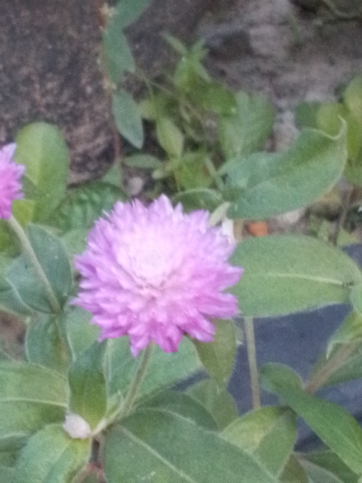 The image shows a pink Gomphrena globosa flower in a garden setting. The flower is in focus, and the surrounding leaves and greenery are visible. A gray, textured wall or surface is in the background. The location is identified as Lhokseumawe, Indonesia. No people or actions are visible in the image.