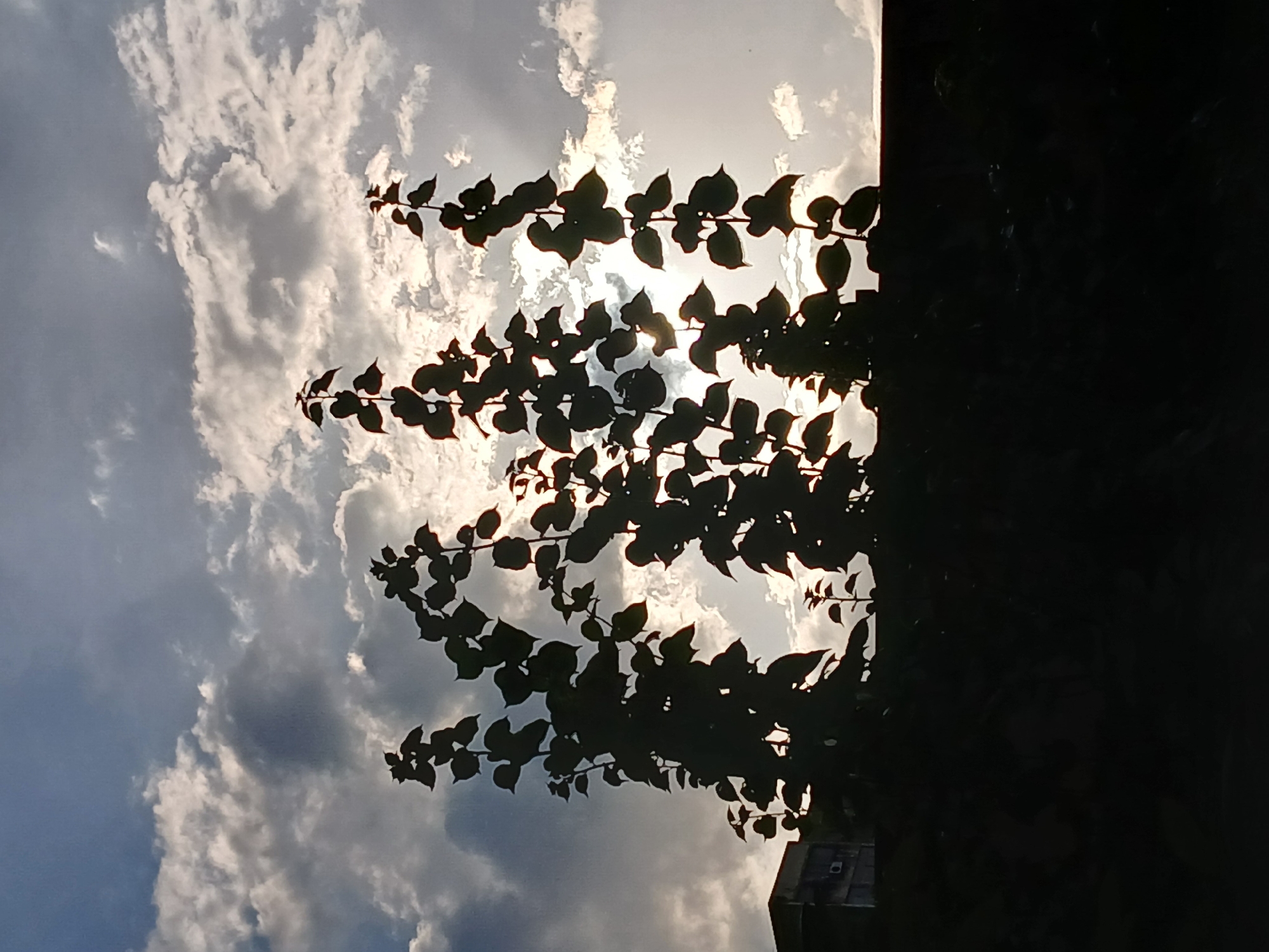 The image displays a high-contrast scene dominated by the silhouette of a leafy plant against a bright, cloudy sky. The plant, possibly a tree branch or climbing vine, extends diagonally across the frame from the bottom left towards the top right, featuring numerous dark, heart-shaped or rounded leaves that are sharply defined by intense backlighting.
Behind the foliage, a brilliant light source, presumably the sun, glows intensely, partially obscured by both the leaves and a formation of clouds. The sky serves as the background, filled with a dynamic mix of bright white and darker grey clouds, which show areas of illumination where the sun's light penetrates. Patches of fainter blue sky are visible, particularly towards the upper left and lower central portions of the frame.
On the far right side of the image, a solid, dark, vertical mass, likely a section of a building or wall, appears in deep silhouette, occupying approximately one-quarter of the frame. A small, indistinct lighter area is barely discernible at its base in the bottom right corner.
The strong backlighting and the interplay of light and shadow suggest either an early morning sunrise or a late afternoon sunset, creating a dramatic and serene atmosphere. No people or specific activities are visible within the frame. There is no discernible text. The provided context indicates the image was captured in Ciudad Guayana, Venezuela, although no explicit geographical cues are present in the photograph itself.