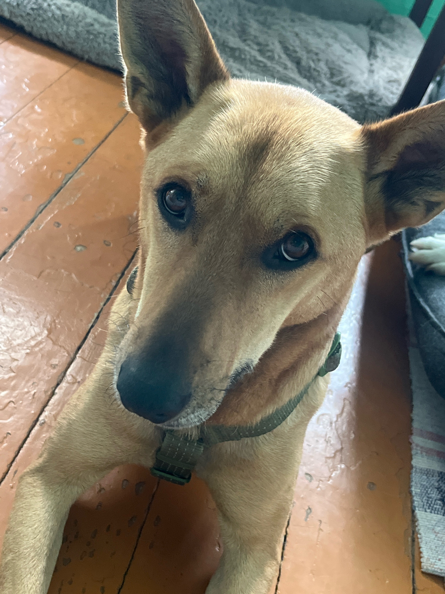 A tan dog with large ears is lying on a wooden floor. The dog is looking up at the camera with its head tilted slightly. The dog is wearing a green collar. The floor is made of planks and appears to be old and worn. There is a gray blanket or rug in the background. In the upper right corner, a portion of a dog bed and a paw of another dog are visible. The image is taken from a high angle, looking down at the dog. The lighting suggests it is indoors. There is no indication of the city of Nizhny Tagil, Russia.