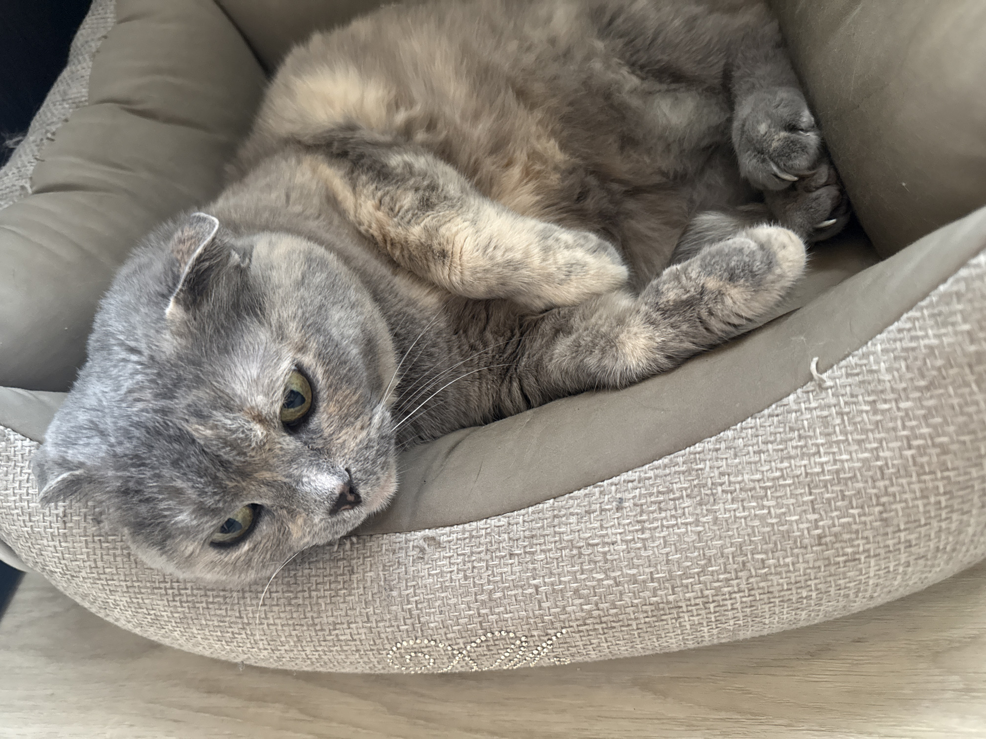 A gray and cream colored cat with green eyes is resting in a pet bed. The cat is curled up with its paws tucked in. The pet bed is a soft, fabric material with a textured weave. The cat is lying on a light-colored surface, possibly a wooden floor or a rug. The lighting in the image is soft and natural. There is no visible human presence.