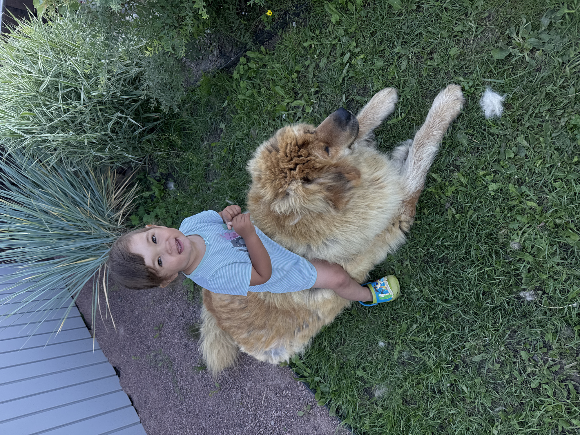 A young child, approximately two years old, is seated atop a large, fluffy, golden-brown dog in a grassy outdoor area. The child is wearing a light blue striped t-shirt and blue and green cartoon-themed sandals. The dog is lying down, with its head turned to its right, looking away from the camera. In the background, a gray wooden fence is visible to the left, with a patch of dark gravel next to it. To the right and behind the child and dog, there is lush green vegetation and tall ornamental grasses. The ground is covered in green grass, with some scattered clumps of white fur. The scene appears to be a backyard in a residential area, possibly in or around Kempelevo, Russia, given the context.