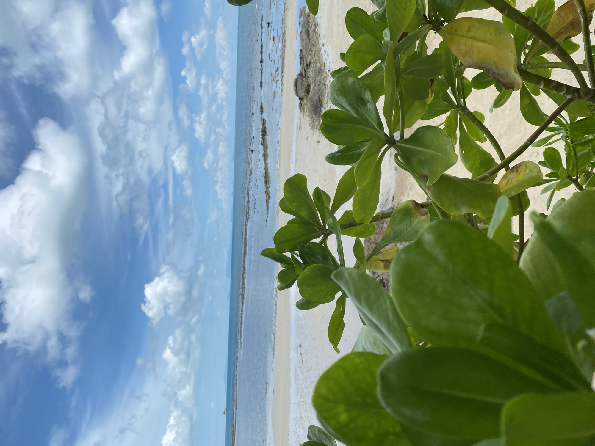 A close-up of vibrant green leaves frames a serene beach scene. The foreground is dominated by lush foliage, some leaves showing hints of yellowing. Beyond the leaves, a sandy beach stretches towards the calm ocean, with shallow water revealing rocky outcrops and sandbars. The horizon is marked by a hazy line of distant islands under a bright blue sky filled with fluffy white clouds. The overall impression is one of natural tranquility. This scene is located in Ko Pha Ngan, Thailand.