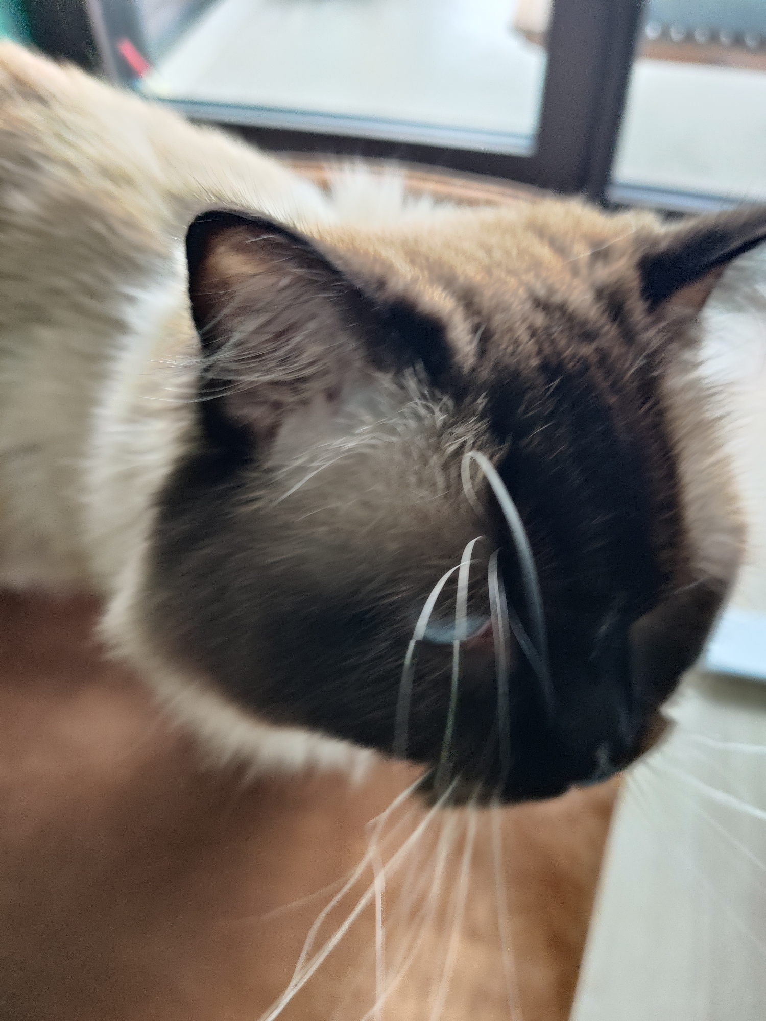 A close-up, slightly blurred image captures a Siamese cat's head and shoulders. The cat is light beige with dark brown coloration concentrated on the head, particularly around the ears, nose, and forehead. Its whiskers are prominent and white. The cat appears to be indoors near a window. The background consists of a brown surface and a partially visible window frame.