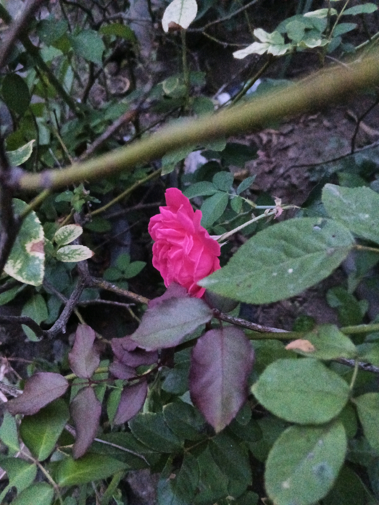 The image depicts a close-up view of a bright pink rose bloom amidst dense foliage. The rose, positioned slightly to the left of the center, is in full bloom, with its petals tightly furled inwards. Surrounding the rose are various green leaves, some broad and ovate, others smaller and more pointed. Some leaves exhibit a reddish-purple hue, suggesting they may be new growth or a different variety of plant. The background is blurred and appears to be a mix of dark soil and more shadowy foliage, creating a sense of depth and highlighting the rose. A thick, brown branch runs horizontally across the upper portion of the image, partially obscuring the view of the rose and other leaves. There are no people or animals visible in the scene. The lighting suggests it may be late afternoon or early morning, with soft, diffused light. The image appears to have been taken in a garden or natural setting. While the image does not provide any explicit clues about its location in Wates, Indonesia, it captures a common botanical scene that could be found in such an environment.