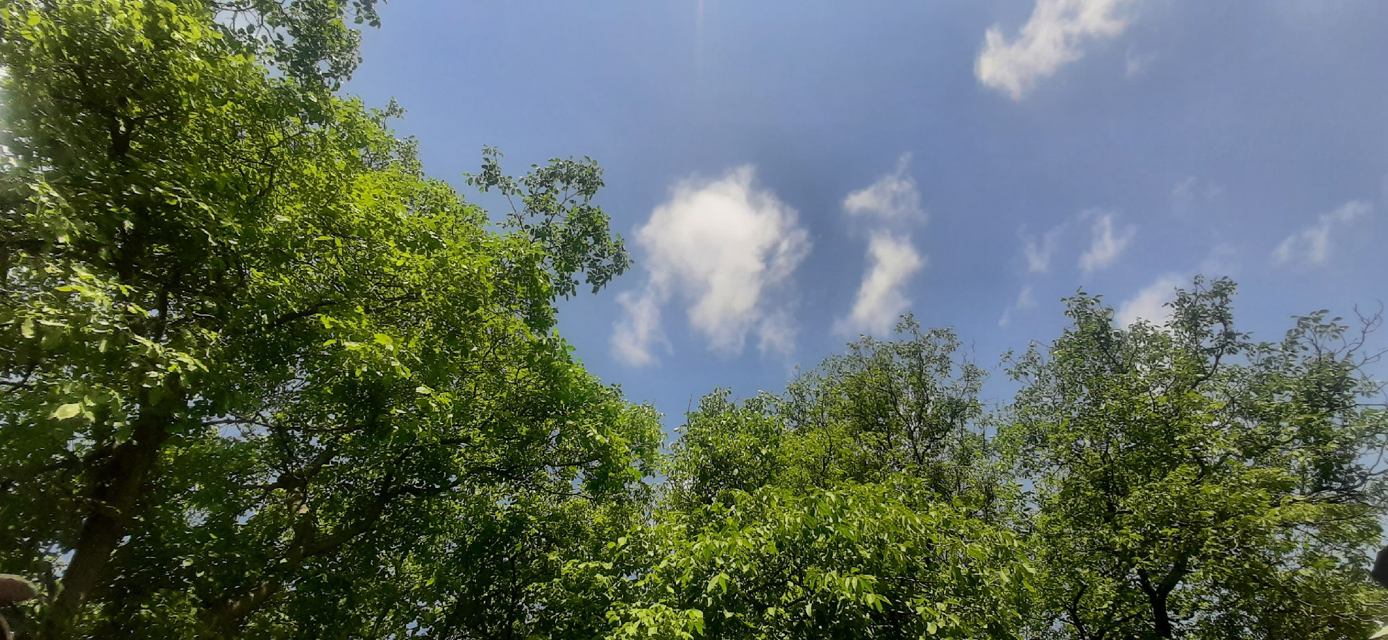The image is a low-angle shot looking up at a bright blue sky with scattered white clouds, framed by the lush green foliage of trees. The branches and leaves fill the majority of the frame, with sunlight dappling through the canopy. The scene appears to be an outdoor natural setting, likely a park or forest area within Yessentukskaya, Russia, on a clear day. No people or specific structures are visible.