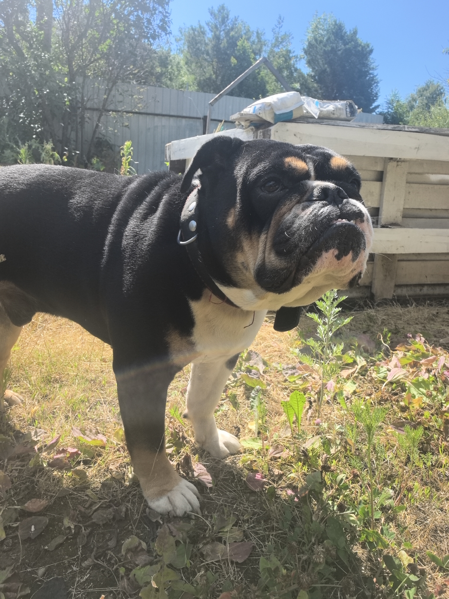 An English Bulldog stands outdoors in what appears to be a backyard. The dog is primarily black with white and tan markings on its face and legs. It is wearing a dark collar with silver studs. The ground is covered in dry grass, leaves, and some green foliage. In the background, there is a wooden fence, a white structure that resembles a shed or outbuilding, and trees. The sky is clear and blue. There is no indication of Noviy, Russia in the image.