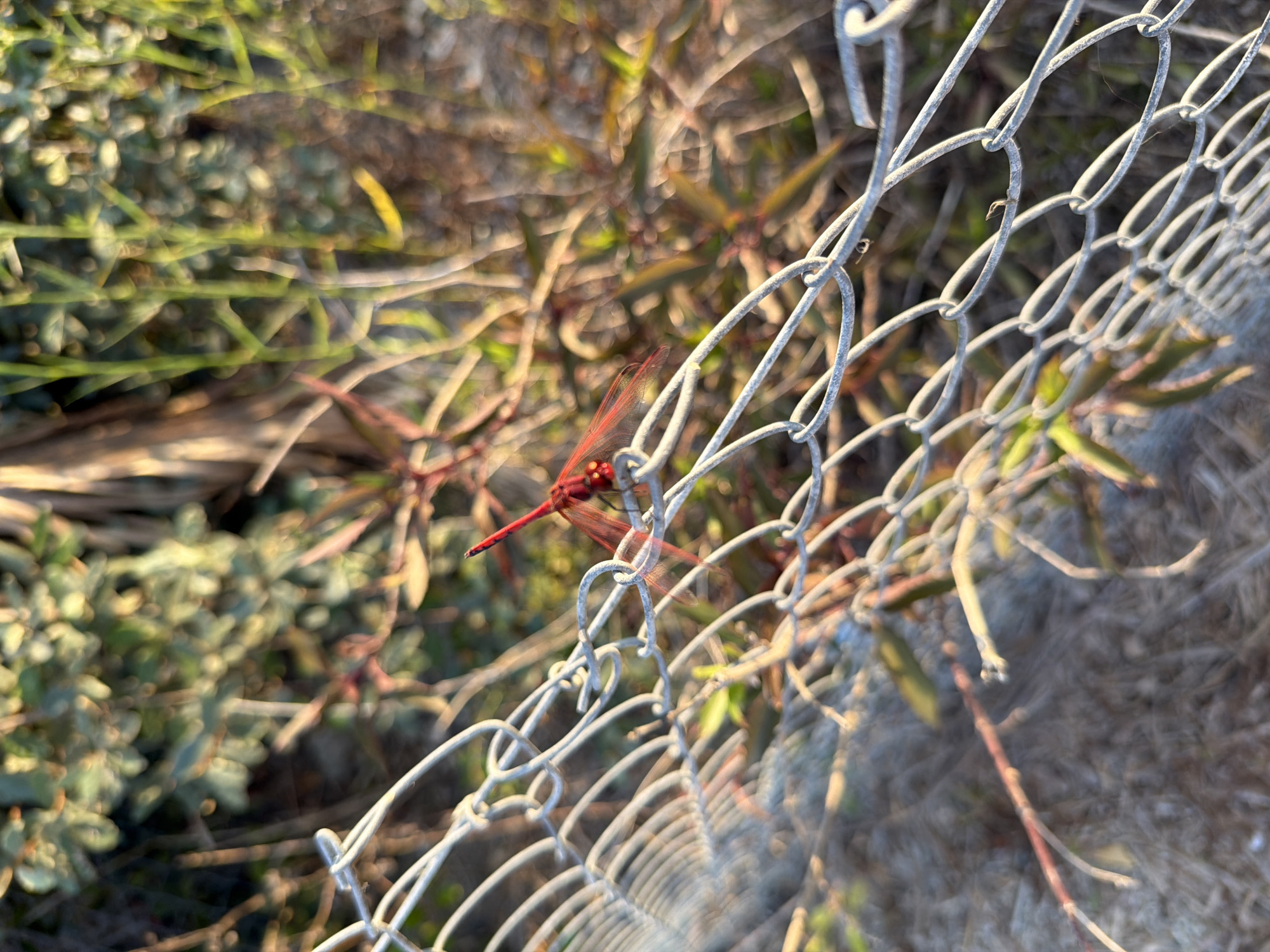 A close-up, low-angle shot captures a vibrant red dragonfly perched on a chain-link fence. The dragonfly's body is a bright red, with delicate, translucent wings spread slightly. Its compound eyes are also visible. The fence, made of galvanized steel wire, stretches diagonally across the frame from the bottom left to the top right. The background is a blur of green foliage and dry, brown undergrowth, suggesting an outdoor environment with natural elements. The lighting indicates it is either early morning or late afternoon, with the warm sunlight casting a soft glow on the scene. The location is identified as Meneou, Cyprus.