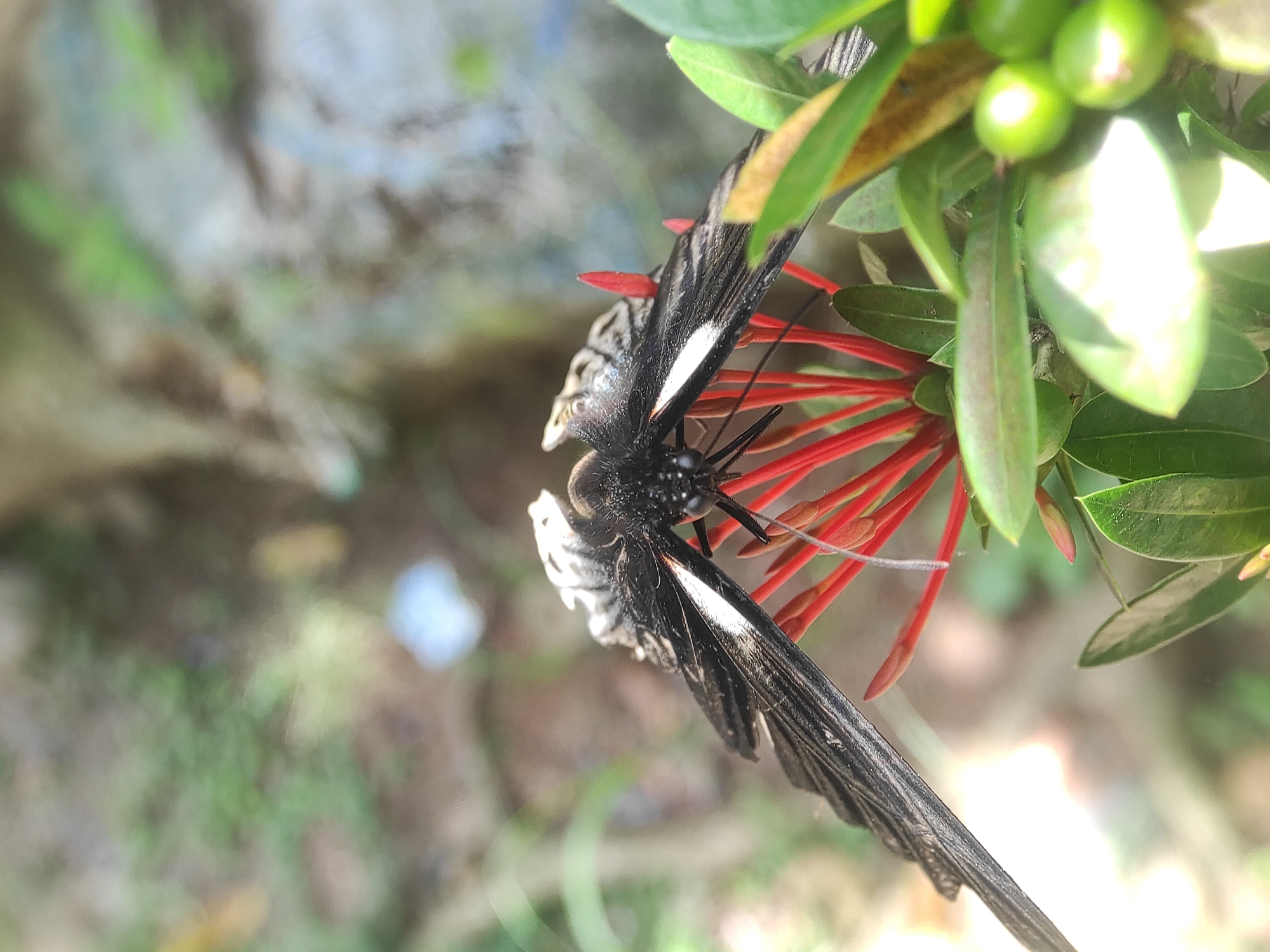 A black and white butterfly is positioned on red flowers with green leaves, possibly ixora, in an outdoor setting in Lhokseumawe, Indonesia. The butterfly's body is central, with its wings partly displayed. The background is blurred, showing a mix of greenery and indistinct objects, indicating a garden or park environment.