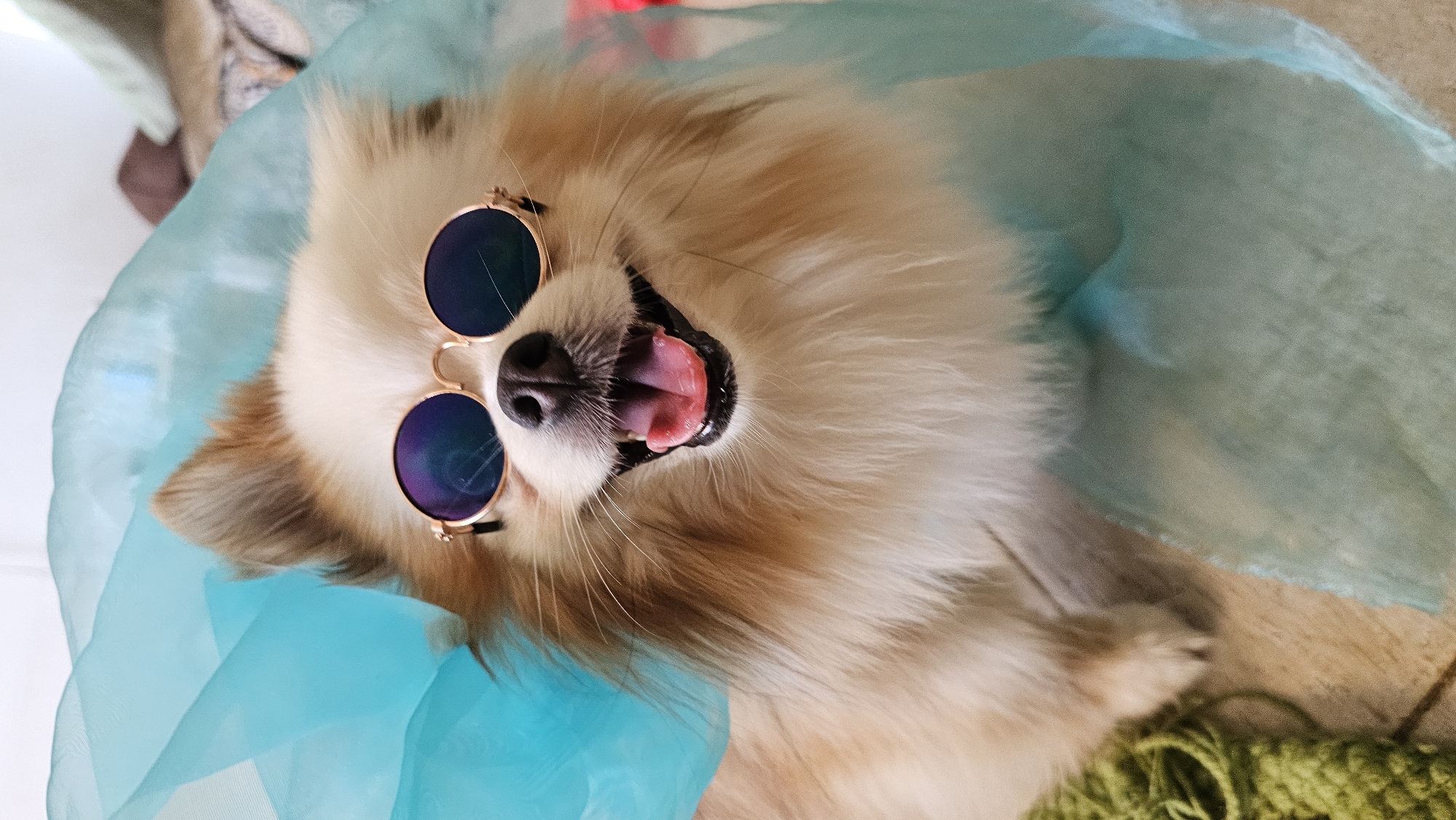 A fluffy Pomeranian dog, adorned with round, gold-rimmed sunglasses, lies on its back. The dog's mouth is open in what appears to be a happy pant, with its pink tongue visible. It is partially covered by a translucent, teal-colored fabric. The background shows a wooden floor and a ball of green yarn. The lighting suggests it is daytime. The image has a playful and humorous tone. The location is identified as Baan Chaweng, Thailand. There is no visible text in the image.