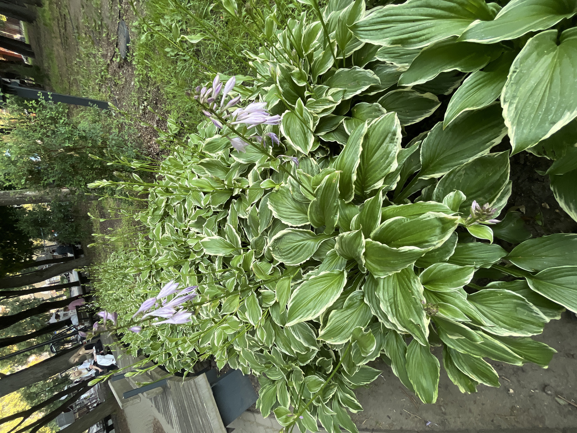 A close-up, slightly angled shot shows a dense cluster of hosta plants with variegated leaves featuring green centers and creamy white edges. Some hosta plants are in bloom, with delicate, pale purple, bell-shaped flowers arching on tall stems. The plants are growing in what appears to be a garden bed or along a path, with loose soil and some dry leaves visible on the ground. To the left of the hostas, in the background and out of focus, a wooden structure, possibly a fence or railing, is visible, along with trees and some people. The lighting suggests it is daytime, possibly late afternoon, with dappled sunlight filtering through the foliage. The overall impression is a serene and natural setting, likely a residential garden or park in Novaya Usman', Russia, during the summer blooming season. No visible text is present in the image.