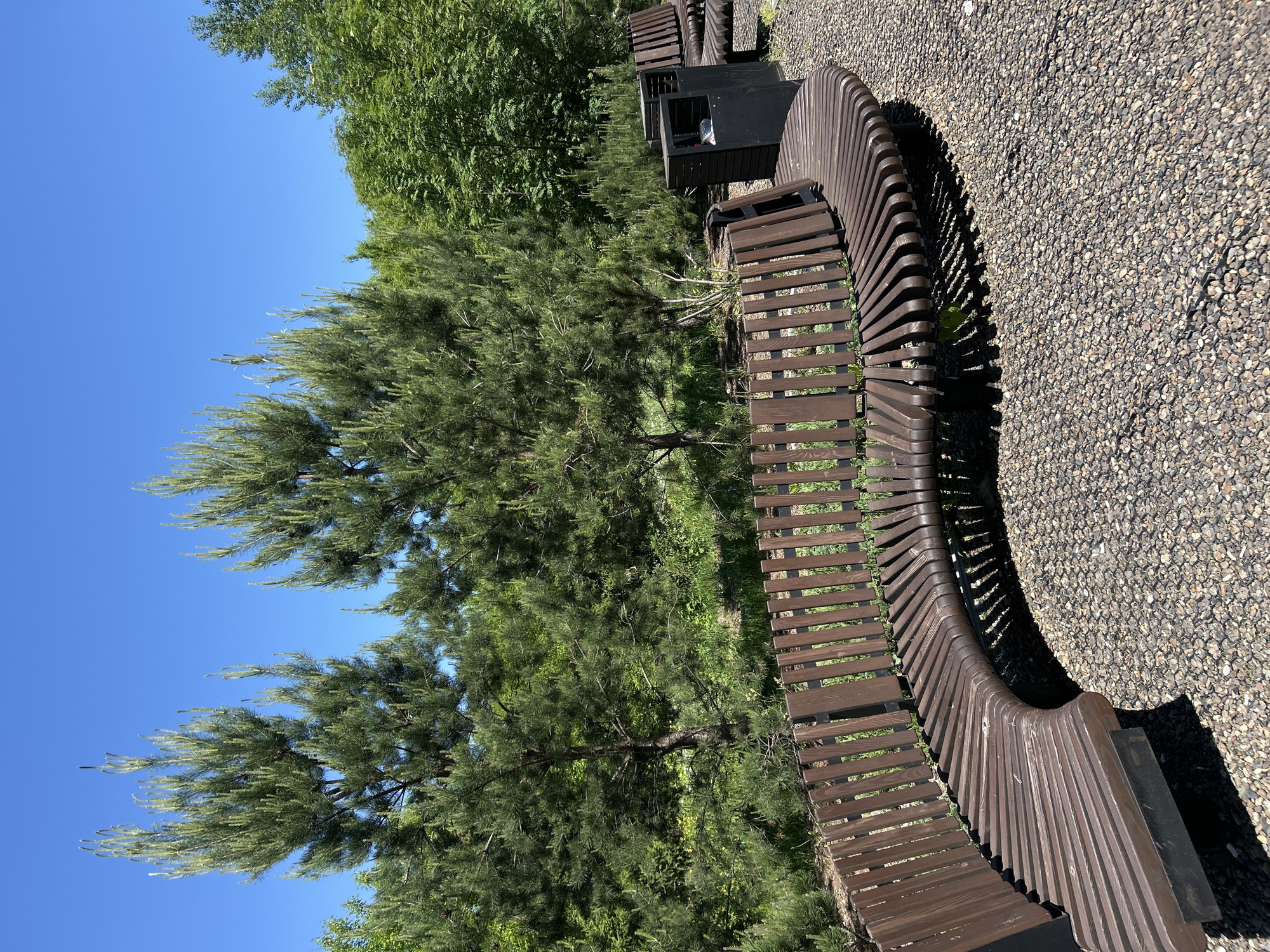 This full-shot outdoor image, captured in Unknown, Unknown, depicts a clear, sunny day in a park or landscaped area. The foreground is dominated by a large, dark brown wooden bench with a distinctive curved design, facing left. The bench features numerous parallel wooden slats for the seating surface and an upright slatted backrest. It casts prominent dark shadows onto the ground below and to the left. The ground is covered with a uniform layer of small, irregular brown, grey, and tan pebbles.
To the right and slightly behind the primary curved bench, a dark grey or black rectangular trash receptacle is visible, positioned next to the bench's end. Further to the right, a portion of another similar wooden bench is partially visible, also curving slightly.
The background consists of dense green foliage under a bright, cloudless blue sky. Several prominent conifer trees, likely pines, with light green new growth at their tips, stand tall in the middle and background. Other deciduous trees and bushes with varying shades of green leaves fill the spaces between and behind the conifers, suggesting a well-maintained natural environment. No people or animals are present in the scene.