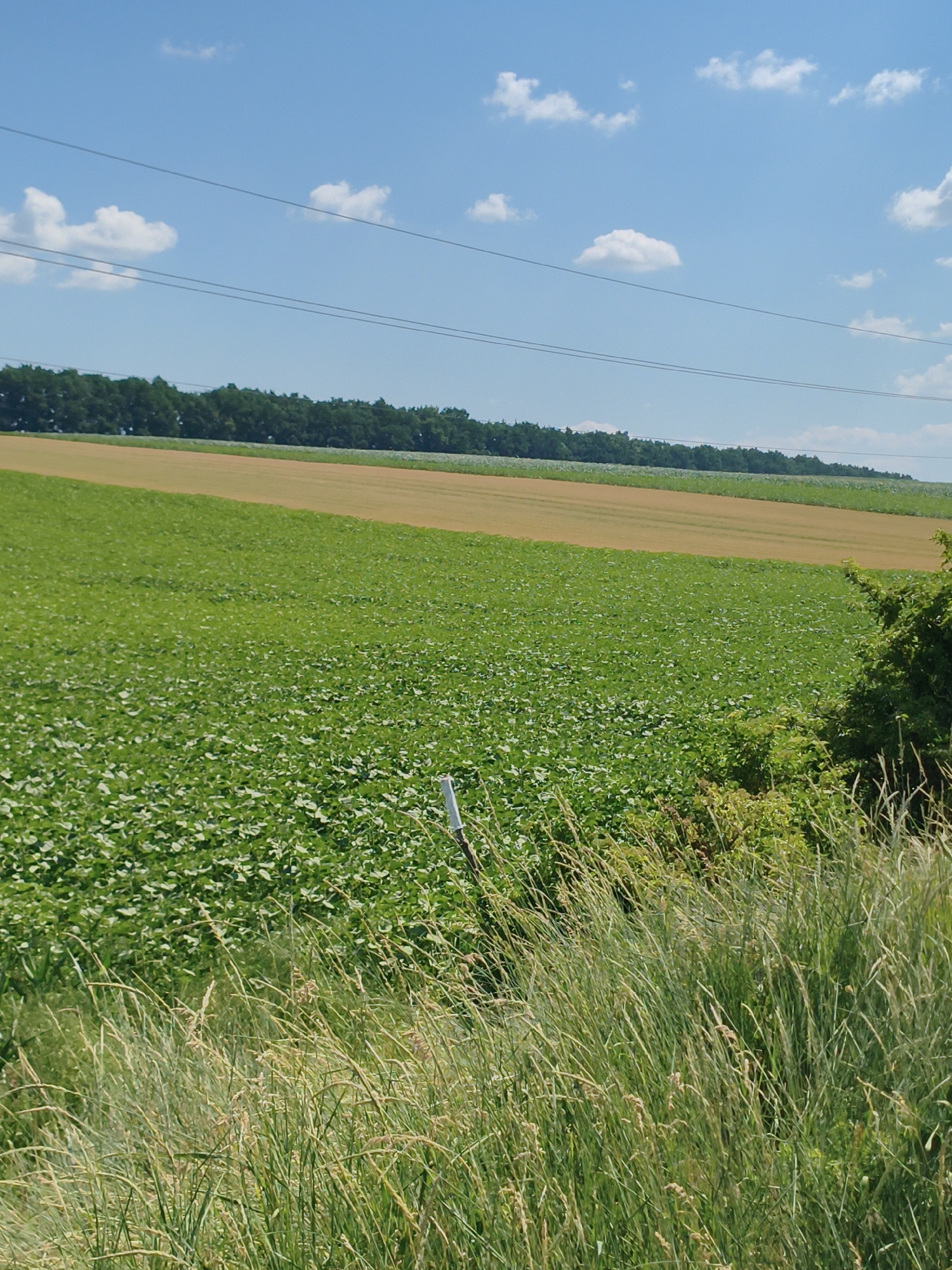 This media file depicts a serene landscape scene in Psilske, Ukraine, under a clear blue sky dotted with fluffy white clouds. The time of day appears to be midday, indicated by the bright sunlight casting minimal shadows. The weather is fair and pleasant, contributing to the tranquil atmosphere.
The foreground is dominated by tall, wispy grasses swaying gently, suggesting a light breeze. Behind the grasses, a vast field of vibrant green crops, likely soybeans given their dense, leafy appearance, stretches out. Further in the background, a strip of golden-brown land, possibly a harvested or different crop, contrasts with the green. Beyond this, a dense line of dark green trees forms a natural horizon.
Subtle man-made elements are visible: thin, dark wires stretch horizontally across the sky, suggesting the presence of power lines, and a white post stands near the edge of the green field, possibly marking a boundary or part of an irrigation system. No people or animals are visible in the frame, emphasizing the quiet, natural beauty of the agricultural landscape. The overall impression is one of peaceful rural life and the abundance of nature. No text is visible in the image.