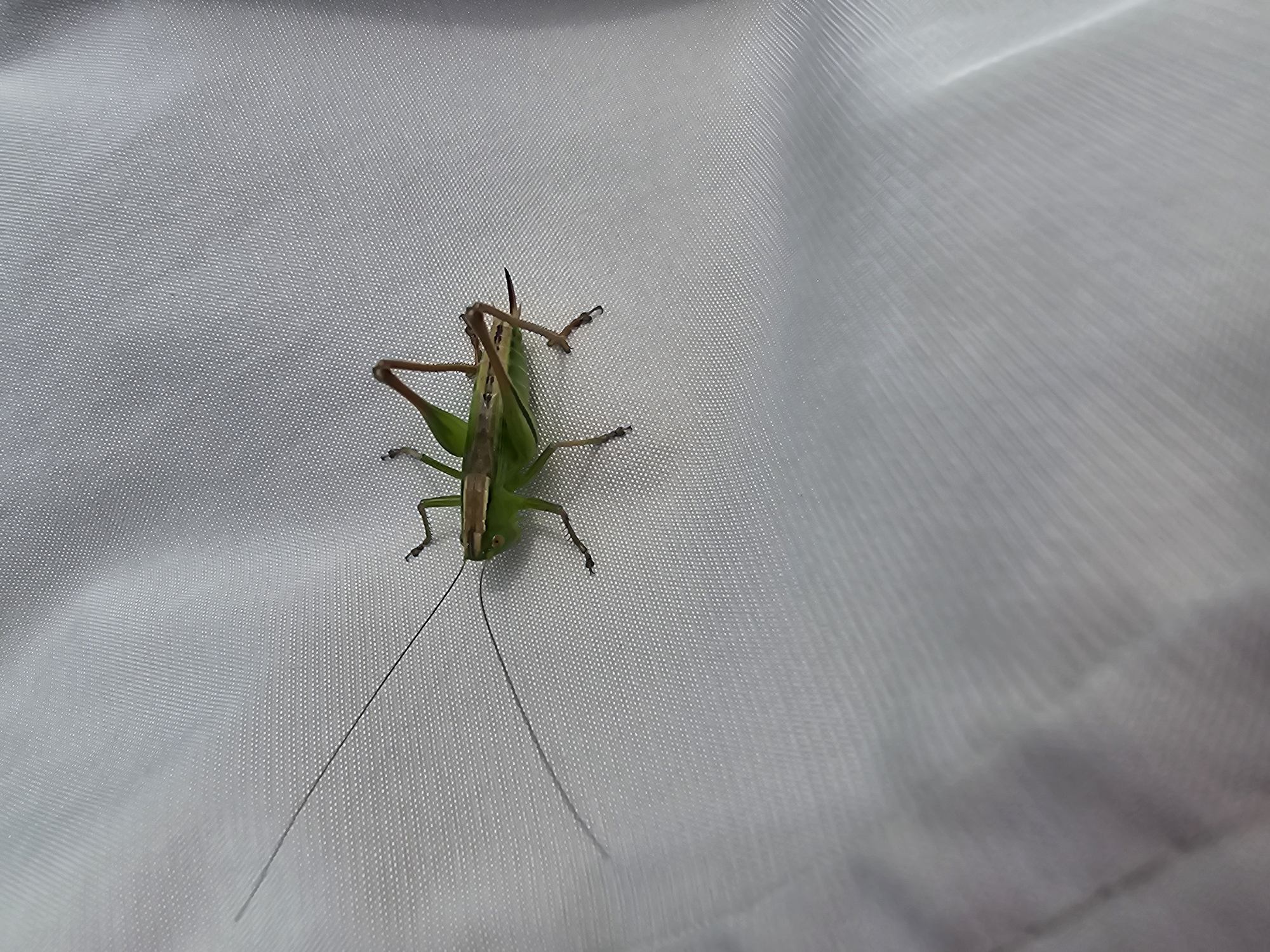 A green grasshopper is resting on a white, textured surface, possibly fabric or a tarp. The grasshopper is facing to the right, with its long antennae extended forward. Its legs are visible, with the hind legs appearing larger than the front ones. The background is a plain white with visible texture. There are no people or buildings visible in the image. The specific location in the city of Kalinovka, Russia is not determinable from the image.