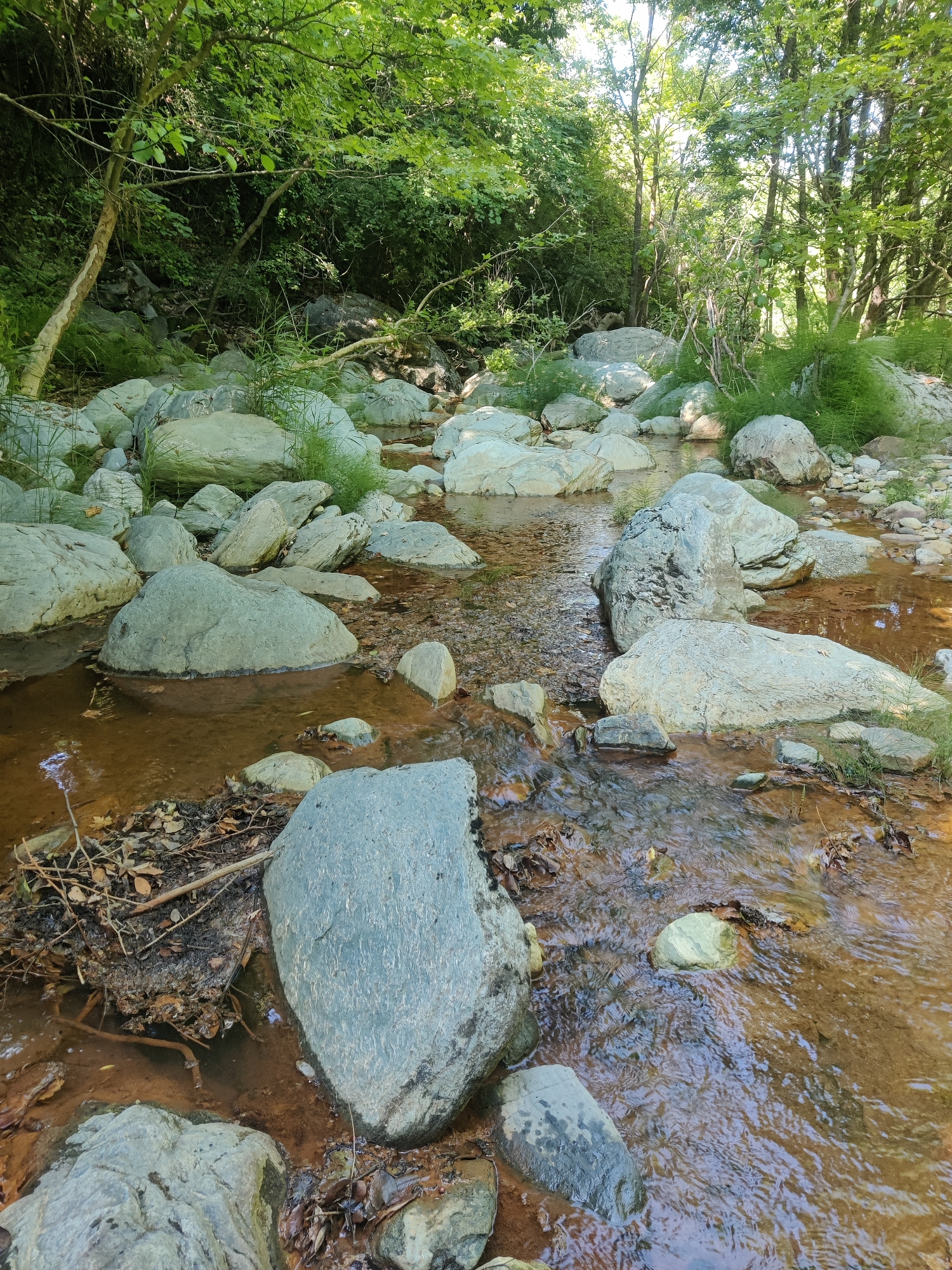 A sun-dappled stream flows over a bed of rocks and sediment in a forest. The water is shallow and appears to be tinted brown by the sediment. Large, grey rocks are scattered throughout the stream and along its banks. Lush green foliage, including trees and grass, overhangs the stream, creating a shaded environment. The scene is located in the Municipal Unit of Evrymenes, Greece.