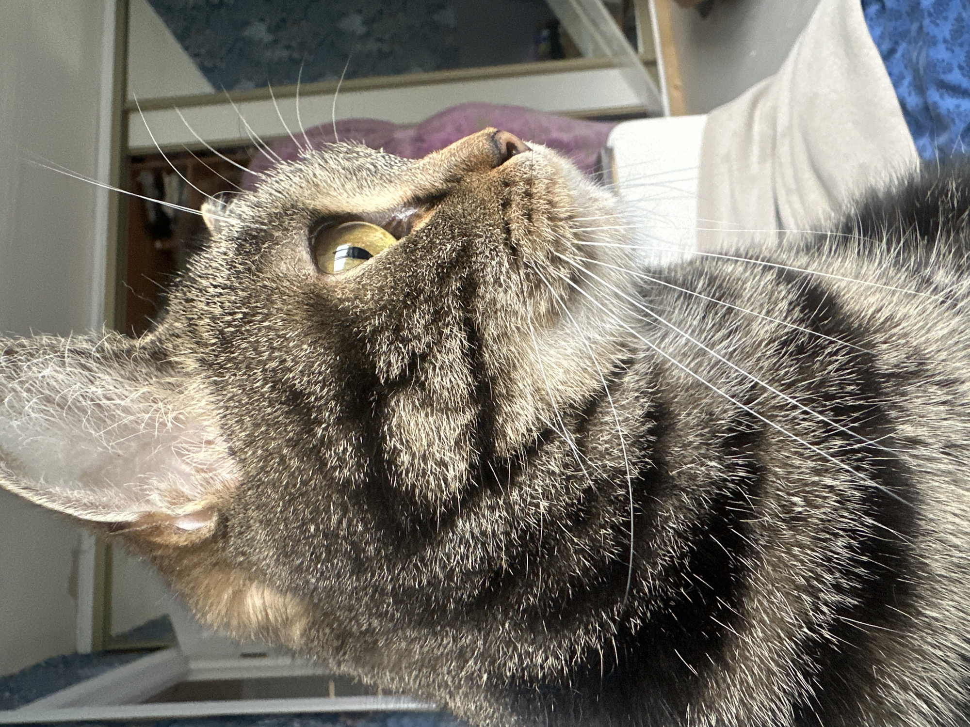 A close-up, low-angle shot depicts a tabby cat looking upward. The cat's fur is striped with brown and black, and its whiskers are white and prominent. One of its yellow eyes is visible. The background is blurred but includes elements of a domestic interior, such as bedding and a mirror reflecting furniture. The location in Stavropol, Russia is unknown.