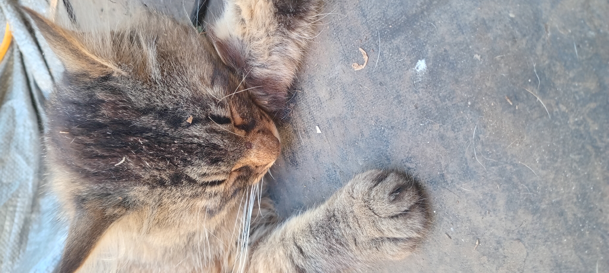 A close-up shot captures a tabby cat sleeping on a textured surface, likely outdoors, given the presence of dust and debris. The cat is lying on its side with its eyes closed, its head resting on its paws. Its fur is a mix of brown, black, and grey, with distinct tabby markings. White whiskers extend from its muzzle. The surface beneath the cat appears to be dark and possibly weathered. Small pieces of debris, including what looks like dust, a small white speck, and a curved brown fragment, are scattered around the cat. The background is out of focus but suggests a grey, possibly canvas-like material with a yellow object visible at the top right edge.
