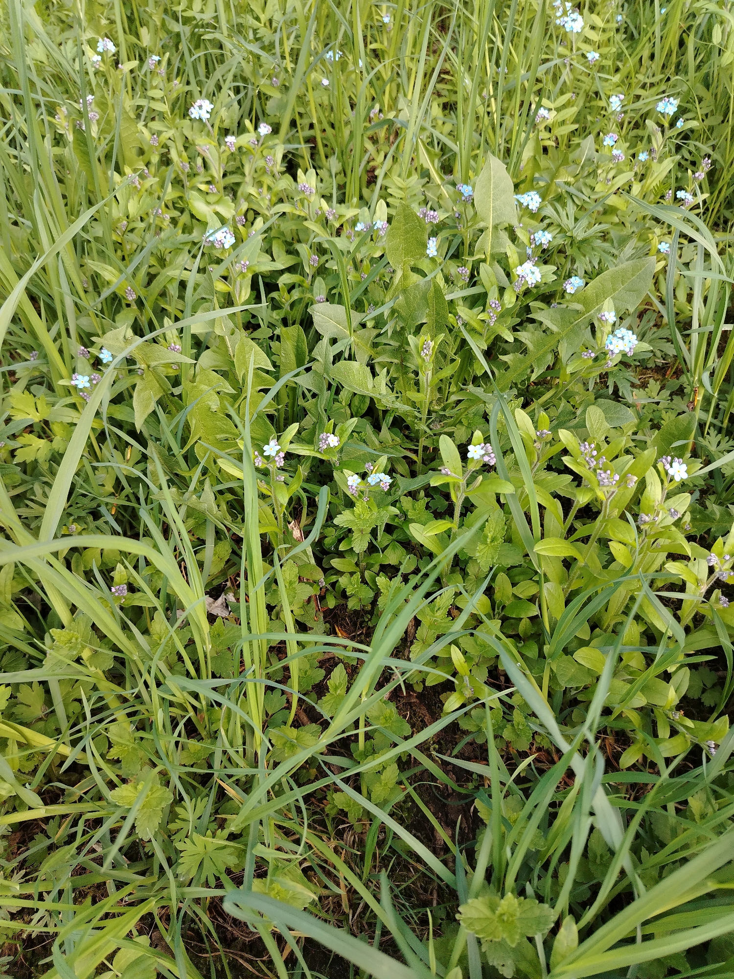 The image depicts a patch of green vegetation, primarily consisting of grasses and other leafy plants, interspersed with small, light-blue flowers. The scene appears to be outdoors, likely in a field or garden. The composition is dense, with varying textures of grass and foliage. The color palette is dominated by shades of green, with the light-blue flowers providing a subtle contrast. The photograph was not taken in a city, so the location could not be assessed and is an incorrect premise for the request.