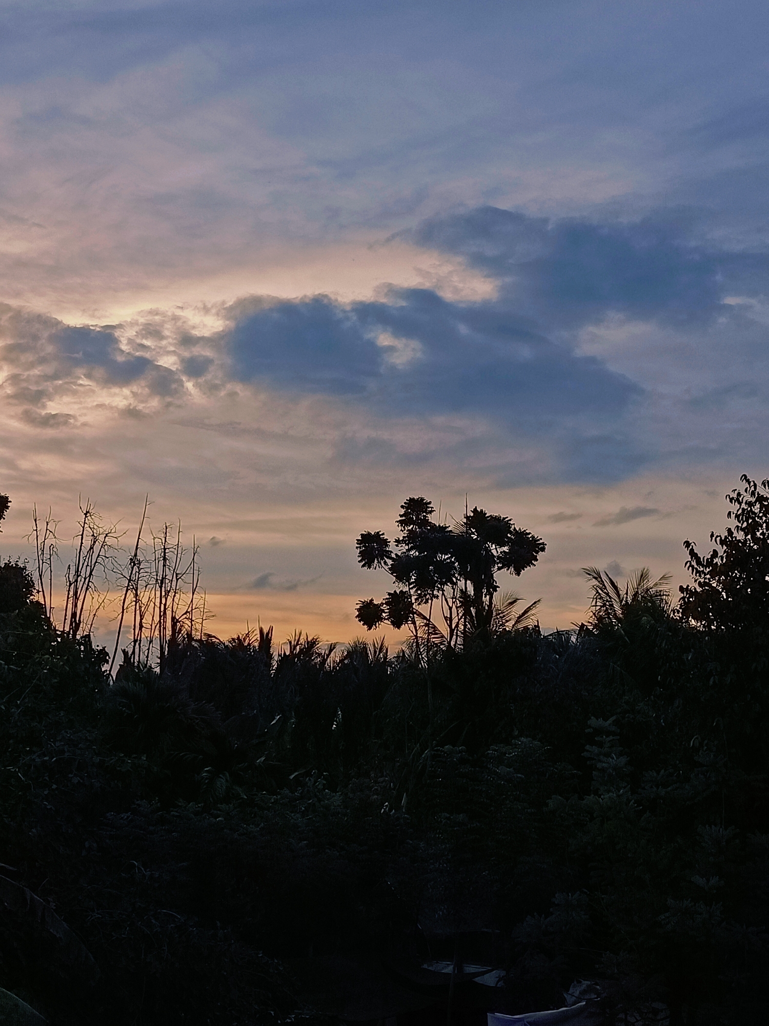 A dramatic, dusky sky with streaks of pink, orange, and purple fills the upper portion of the image, transitioning into darker blues and grays. Silhouetted against this vibrant backdrop is a dense, dark line of tropical vegetation, including palm trees and other leafy foliage. In the foreground, some spindly, bare branches of trees are visible on the left, adding a stark contrast to the lushness behind them. The overall impression is one of a serene, late evening in a tropical environment. The image is a photograph taken from a slightly elevated vantage point, looking out over the natural landscape. The image depicts the natural scenery of Blang Cut, Indonesia, at dusk.