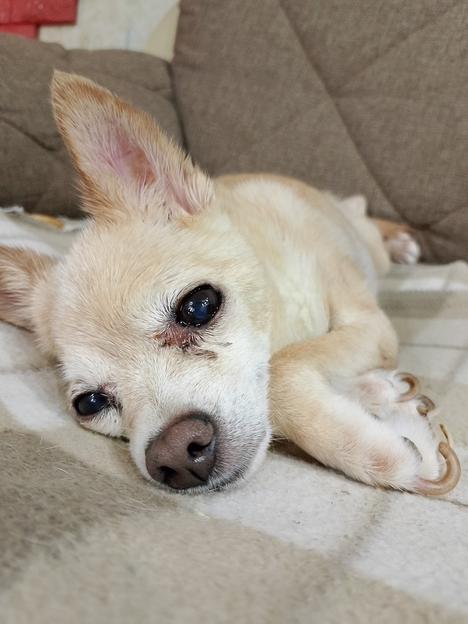 A tan Chihuahua is lying on a gray and white striped blanket. The dog has one ear up and one ear down. The dog is looking at the camera with dark eyes. There is a brown couch behind the dog. The dog's nails are long and untrimmed. The environment is indoors. There is no evidence to suggest the location is in Tashkent, Uzbekistan.