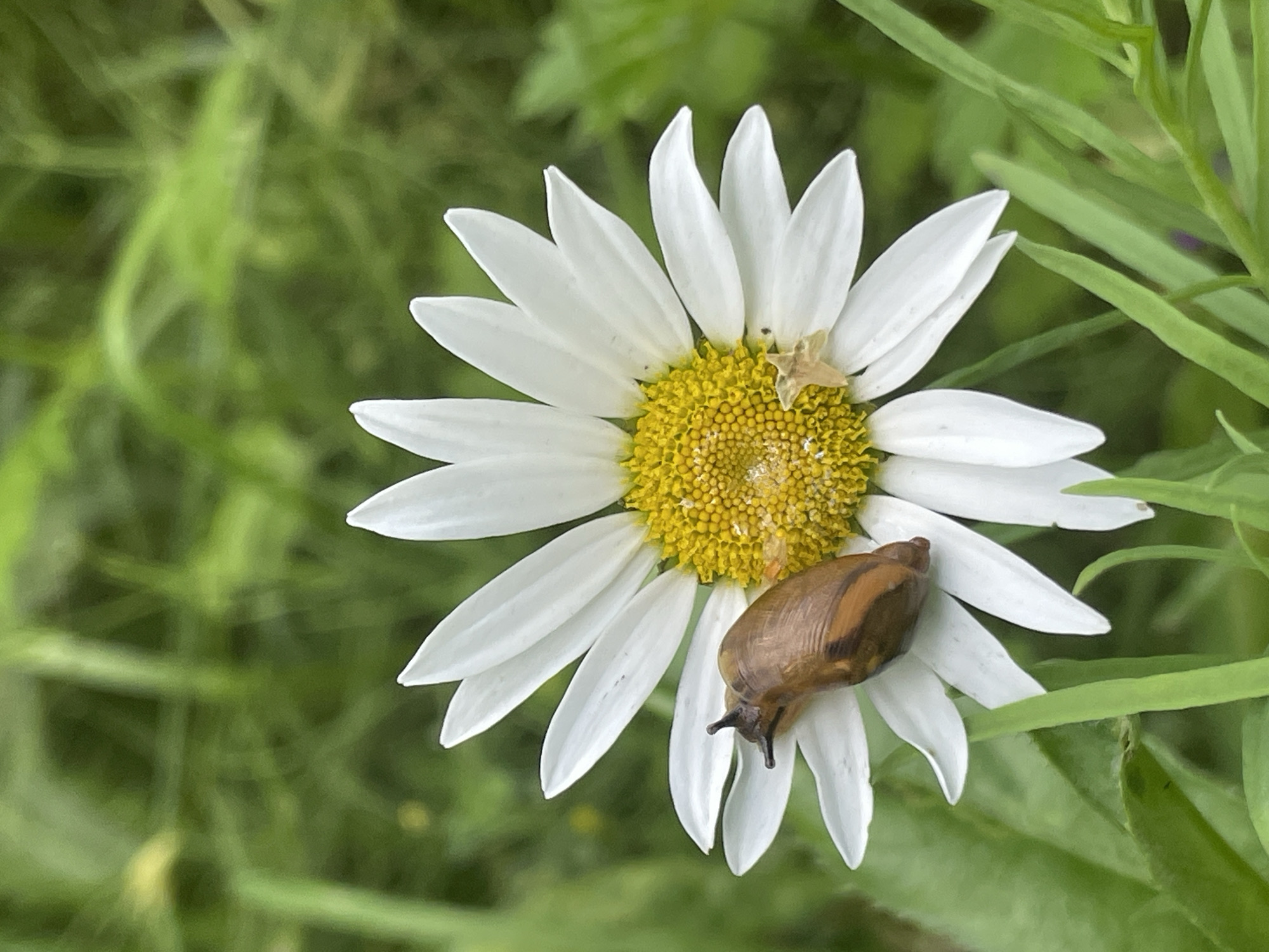 A snail is positioned on a white daisy with a yellow center. The snail is a light brown color with darker stripes and is facing left, with its head extended and antennae visible. To the right of the snail, a small, pale-colored insect, possibly a spider, is present on the daisy's petals. The daisy is in focus, while the background consists of blurred green foliage. The image appears to be a close-up shot taken outdoors. The specific location in Pushchino, Russia, is not discernible from the image itself.